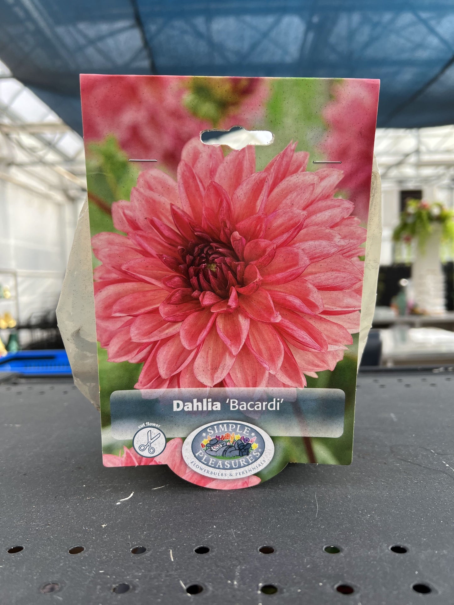 Bacardi Dahlia Bulb