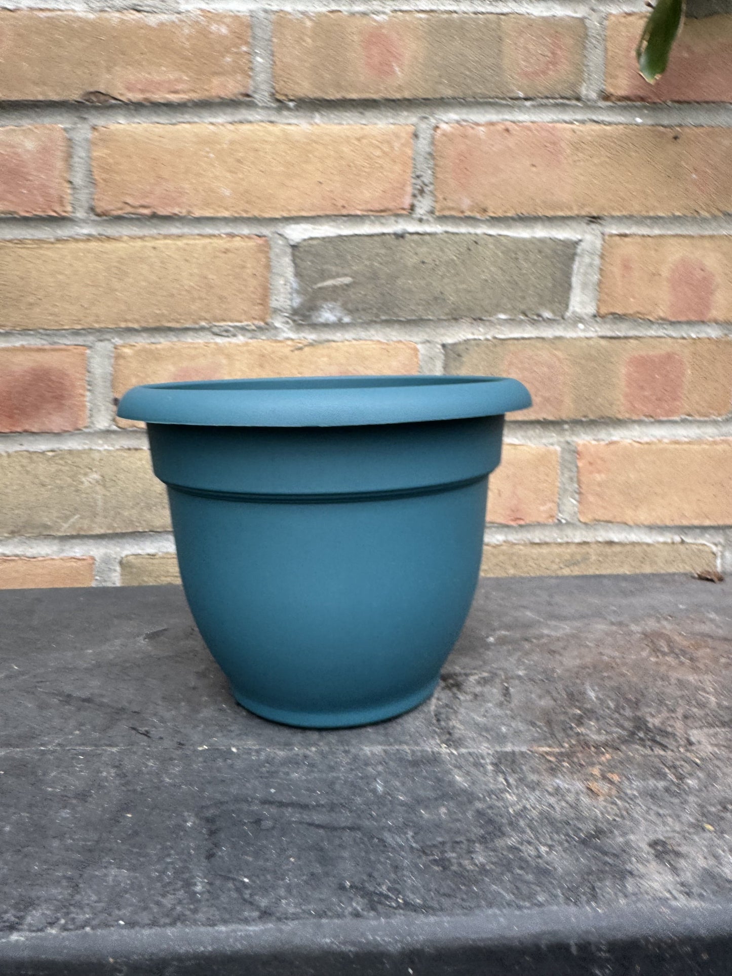 6" Ariana Pot - Charleston Green