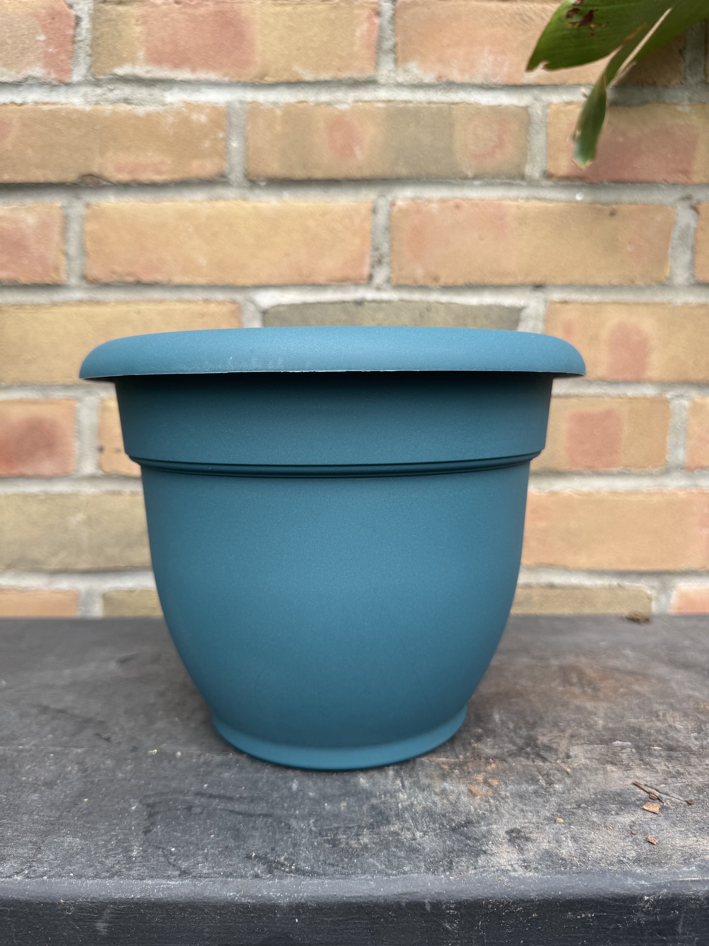 8" Ariana Pot - Charleston Green