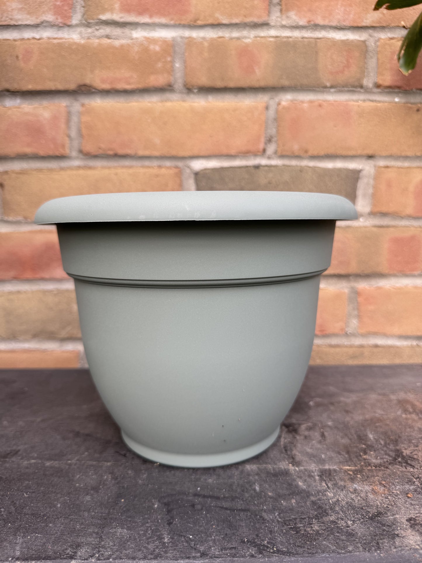 8" Ariana Pot - Basil