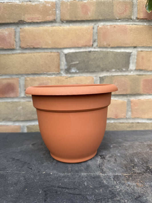 6" Ariana Pot - Terra Cotta