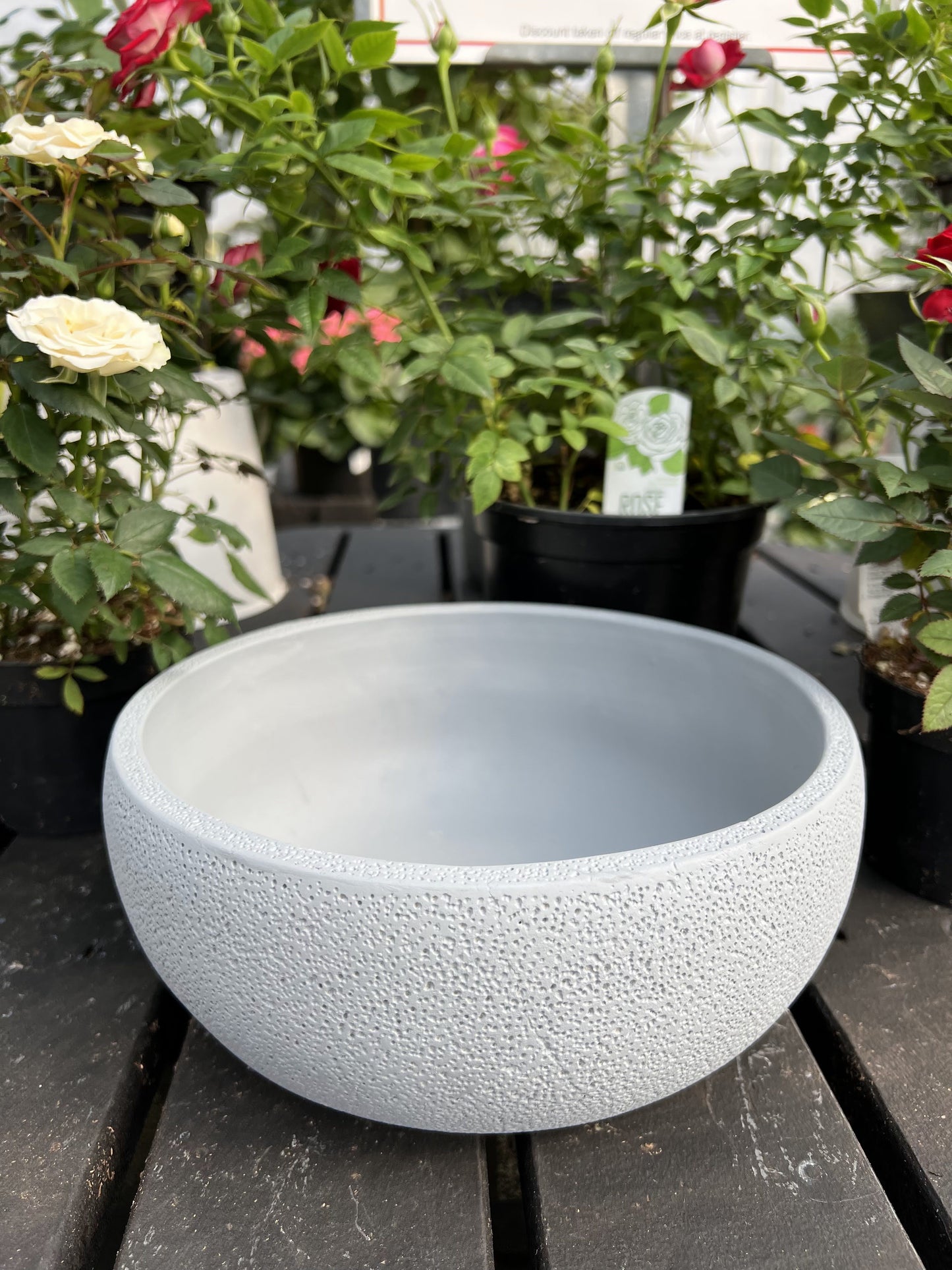 8.66" Cement Bowl Planter