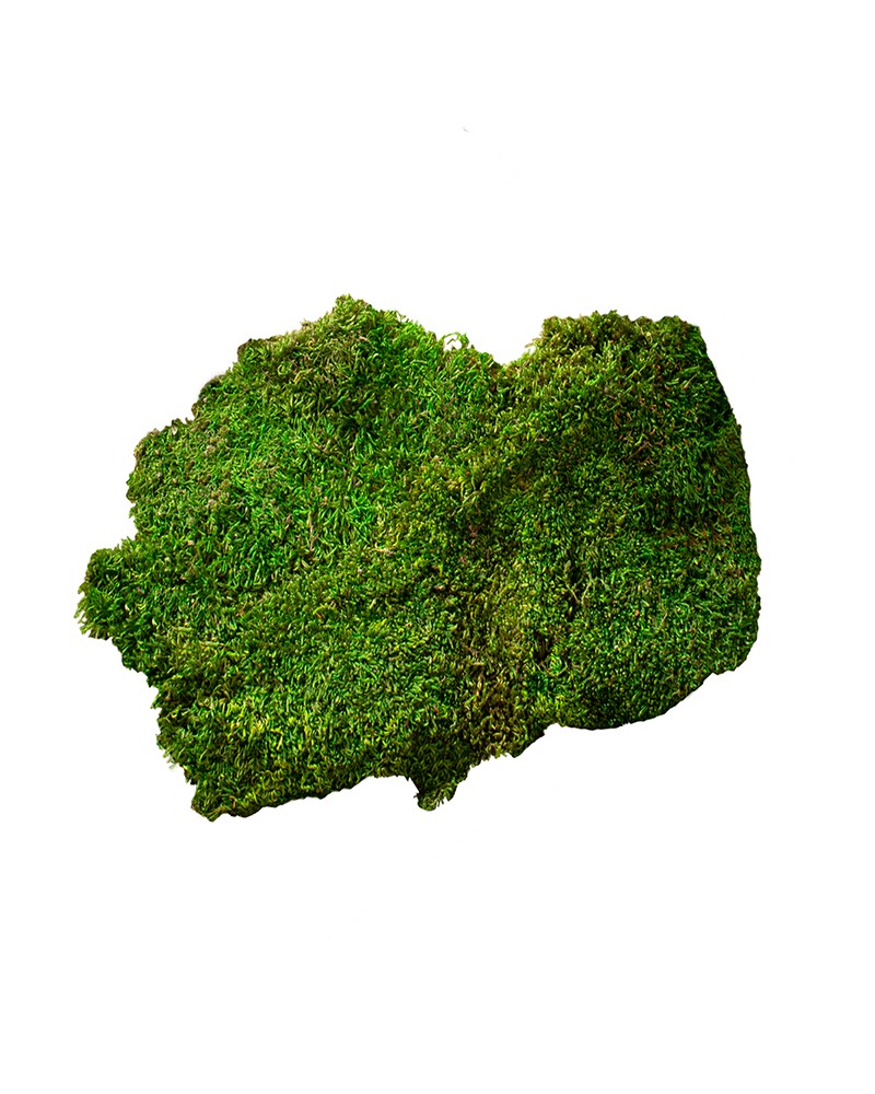 Preserved Sheet Moss - 2oz