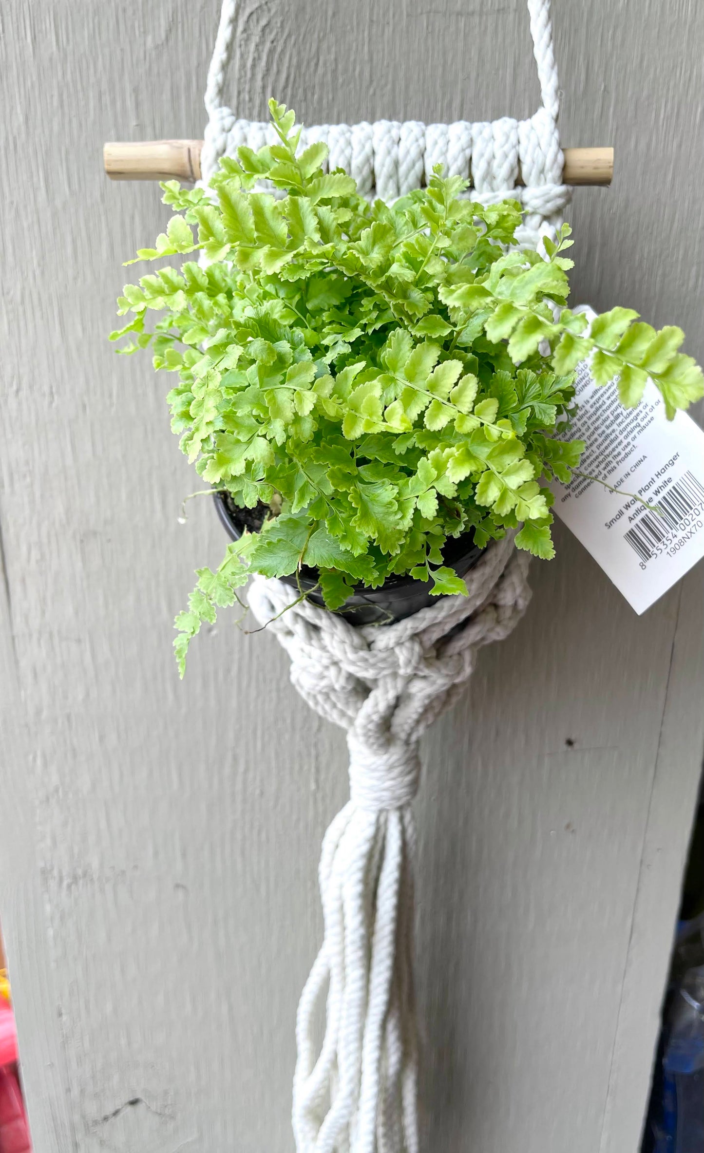 Macrame Wall Planter - Small