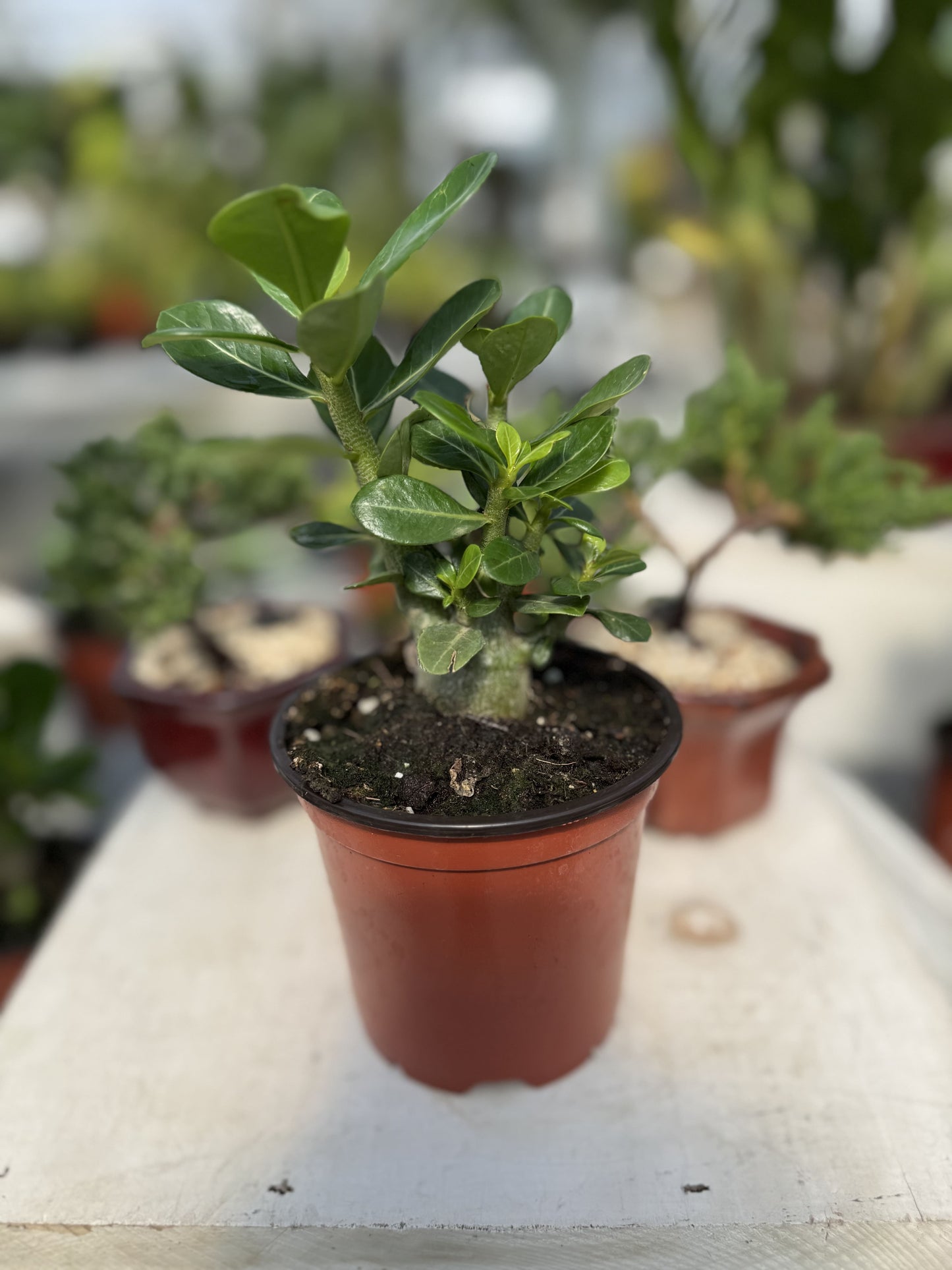 Adenium obesum - Desert Rose 4"