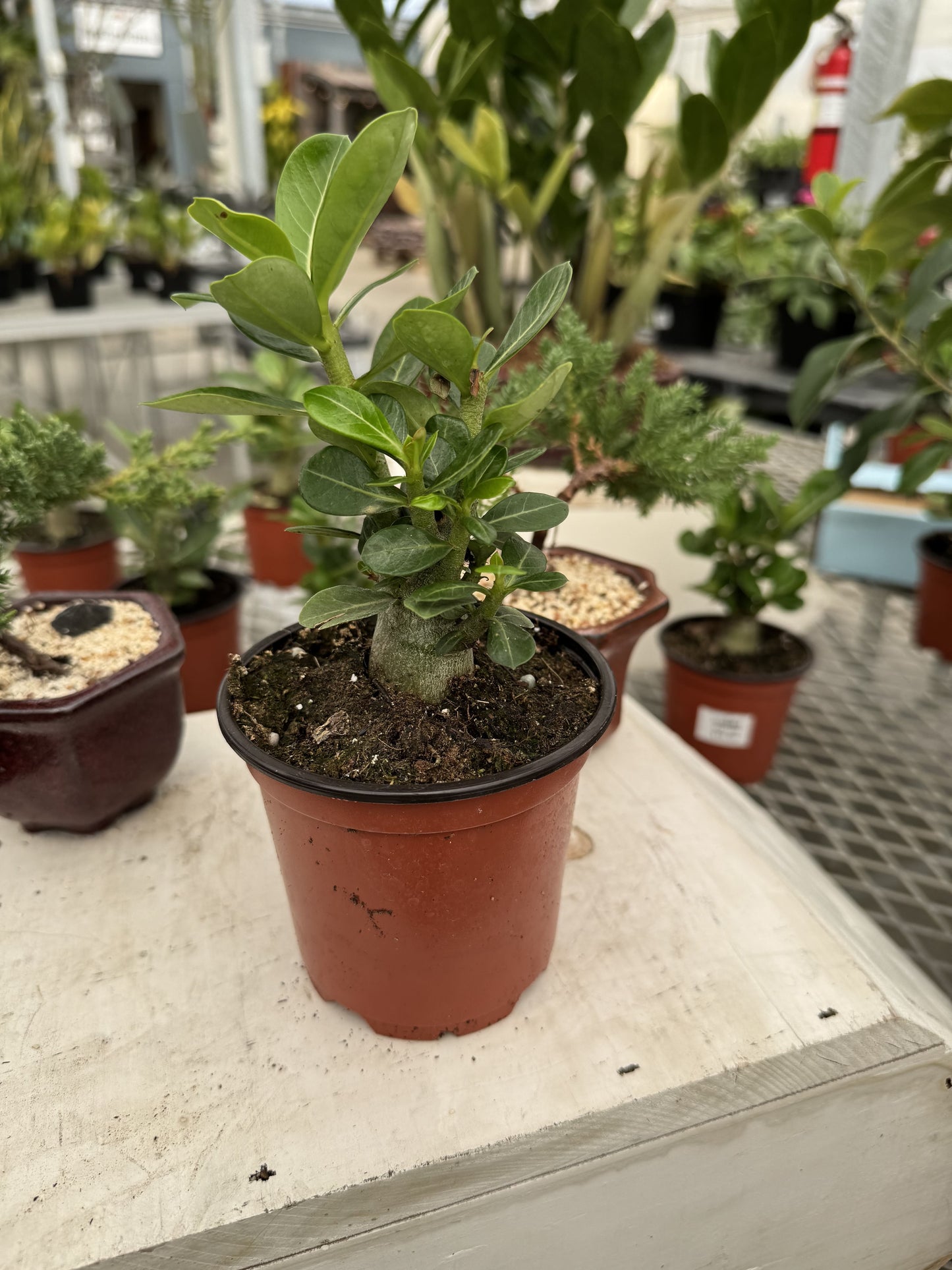 Adenium obesum - Desert Rose 4"