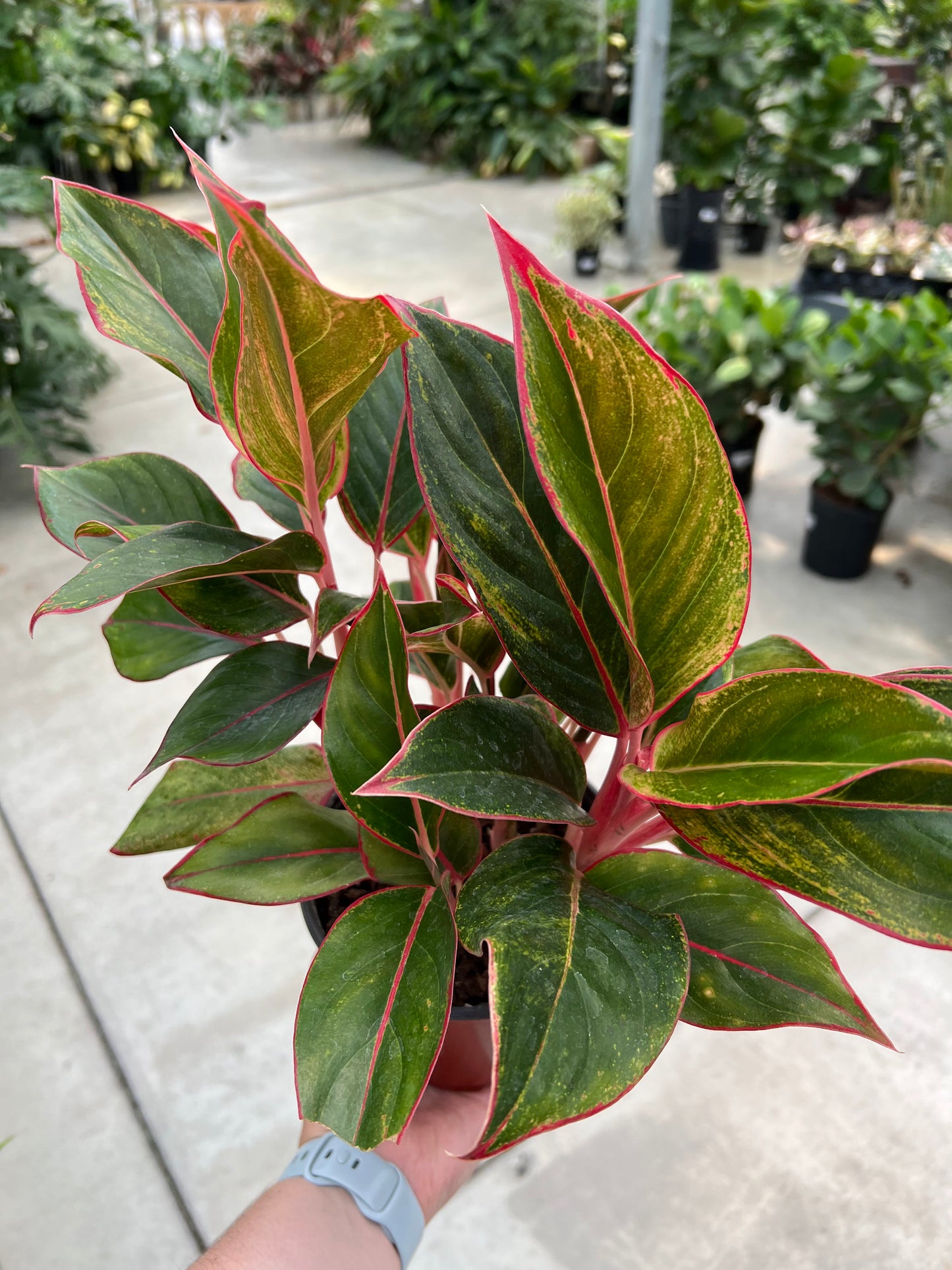 Aglaonema 'Siam' 6"