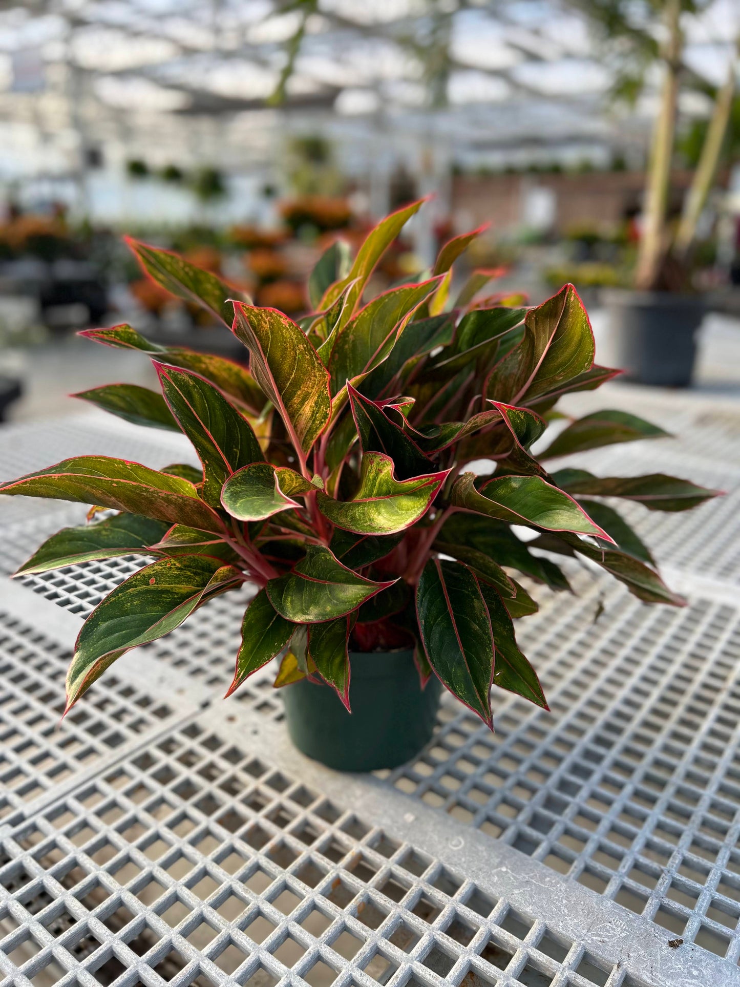 Aglaonema 'Siam' 8"