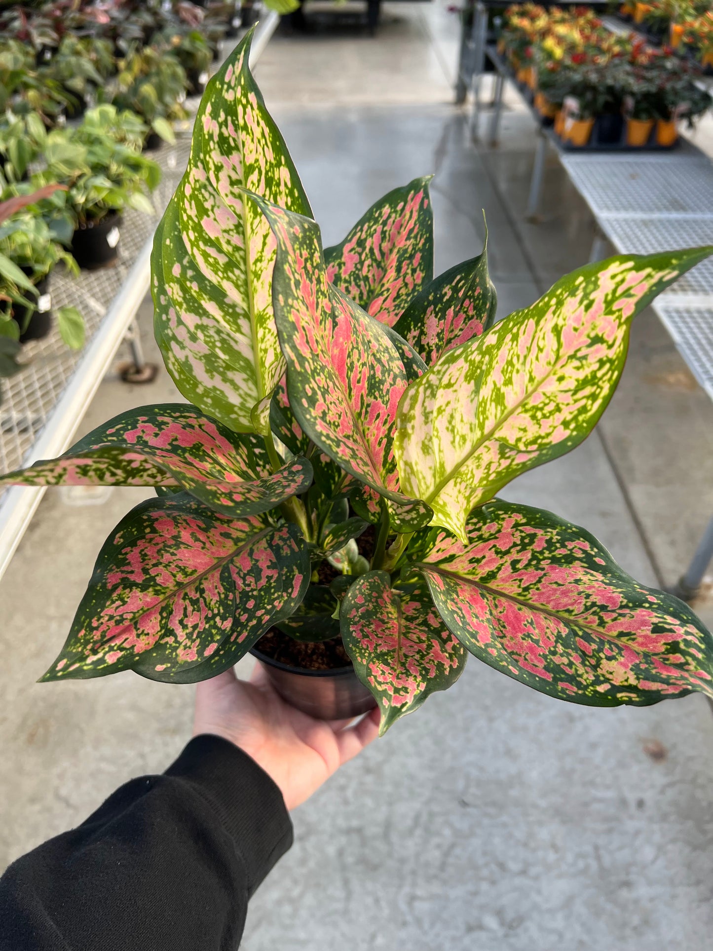 Aglaonema 'Wishes' 6"