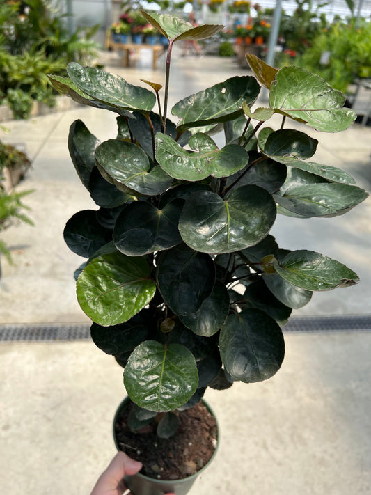 Aralia 'Fabian' 6"