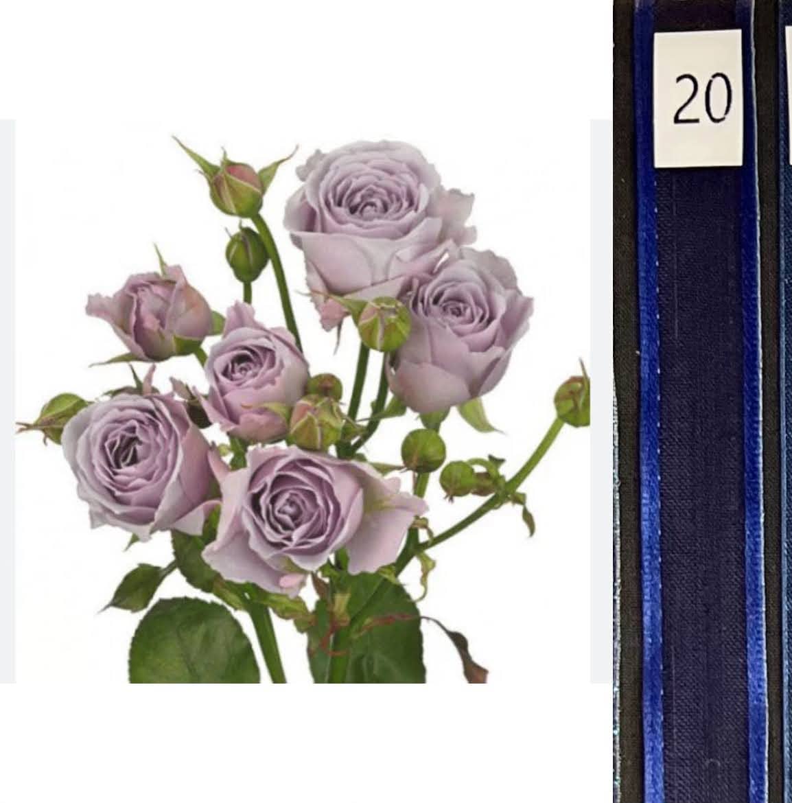 BOU25P^LAVENDER^20. DARK BLUE.jpg?0