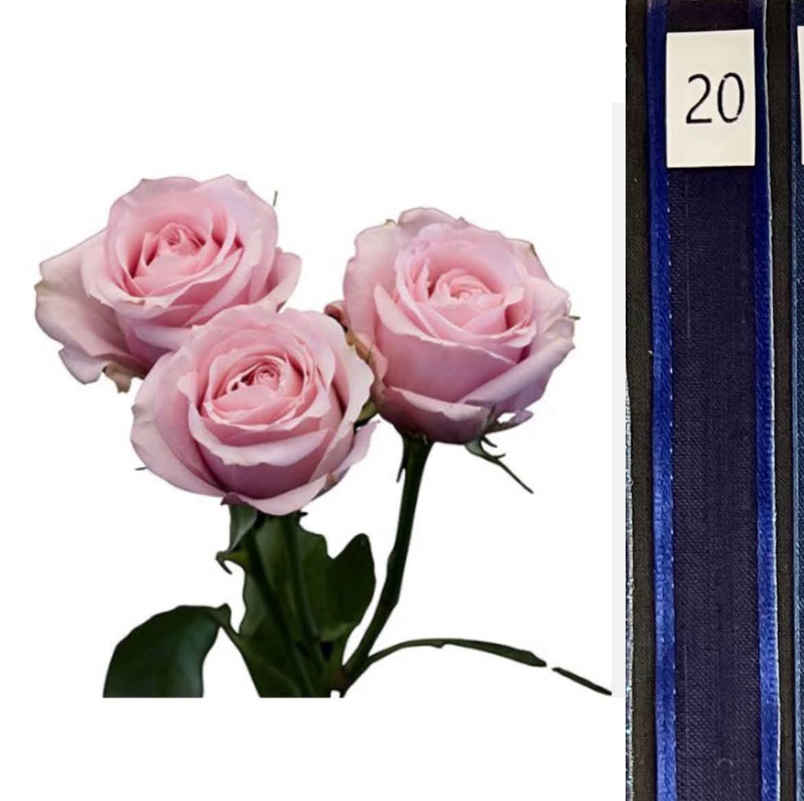 BOU25P^PINK^20. DARK BLUE.jpg?0