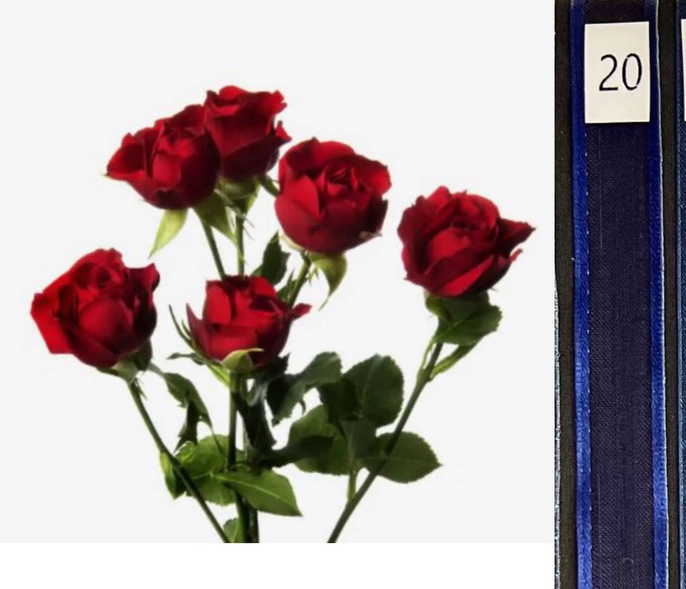 BOU25P^RED^20. DARK BLUE.jpg?0