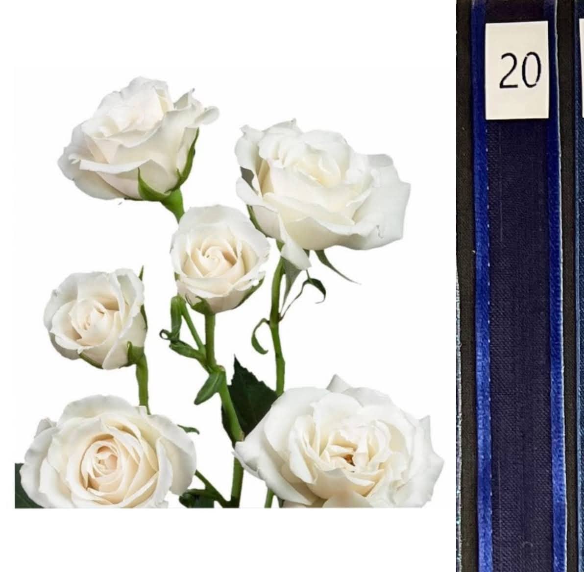 BOU25P^WHITE^20. DARK BLUE.jpg?0