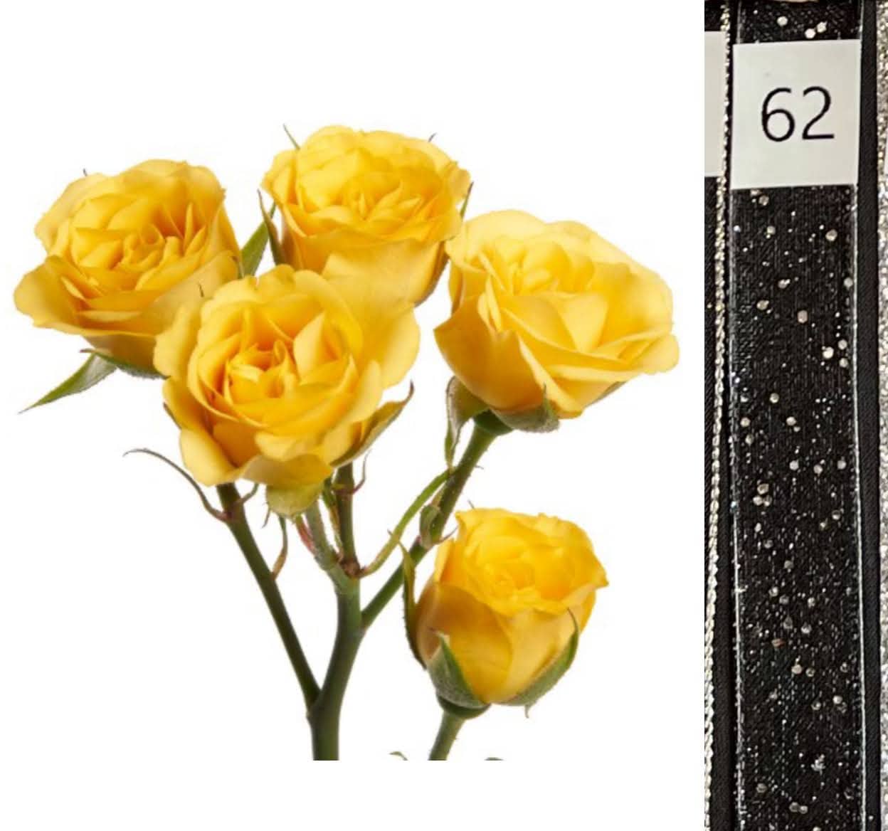 BOU25P^YELLOW^62. BLACK SEQ..jpg?0