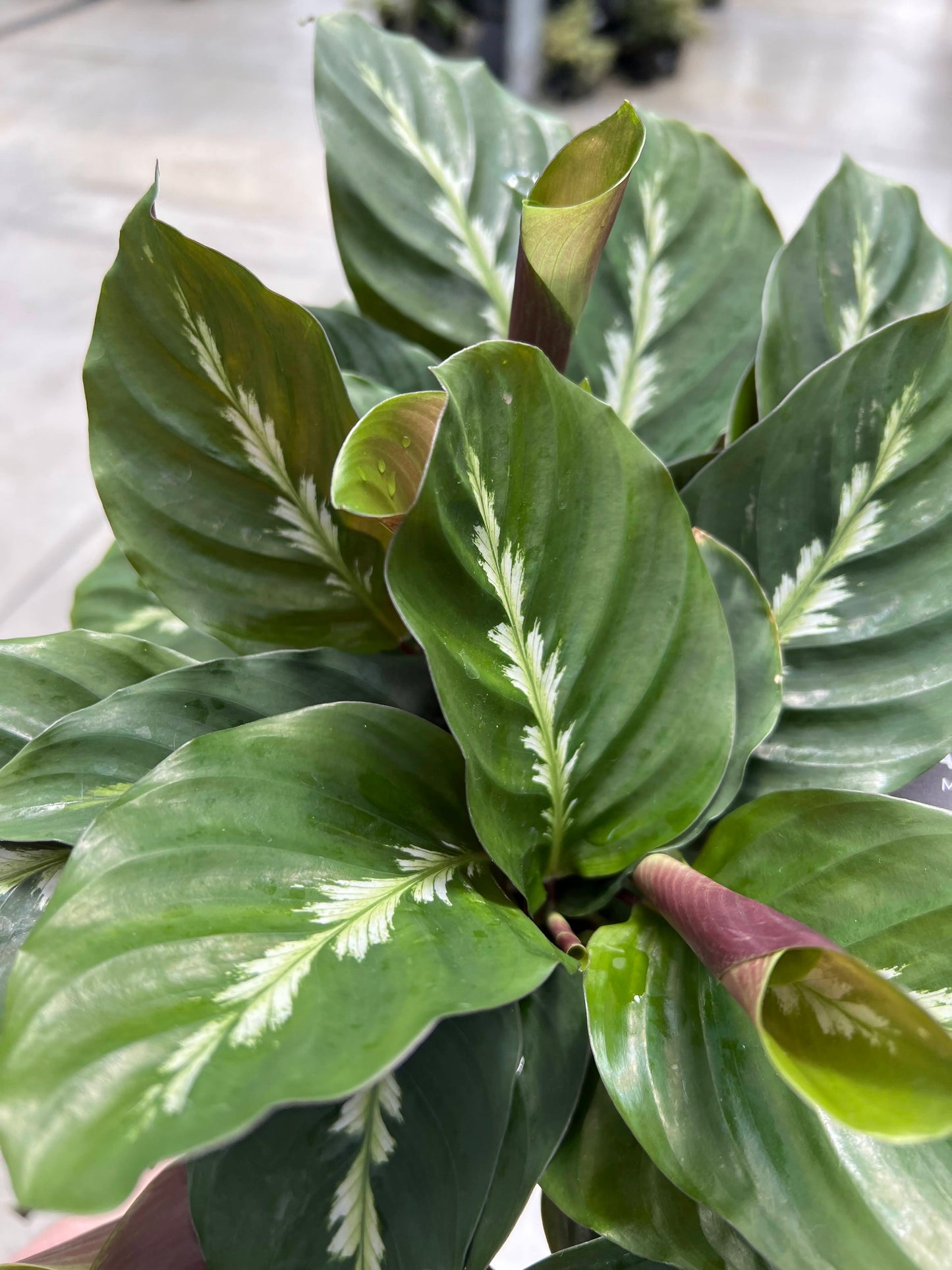 Calathea 'Maui Queen' 6"