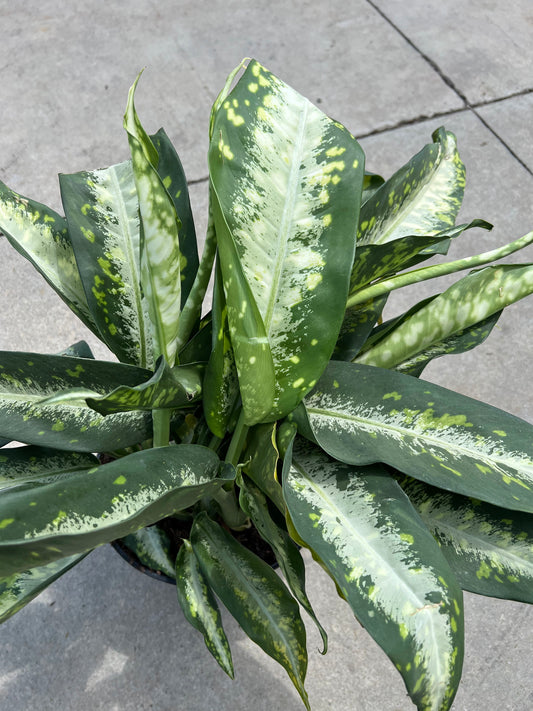 Dieffenbachia 'Panther' 10"