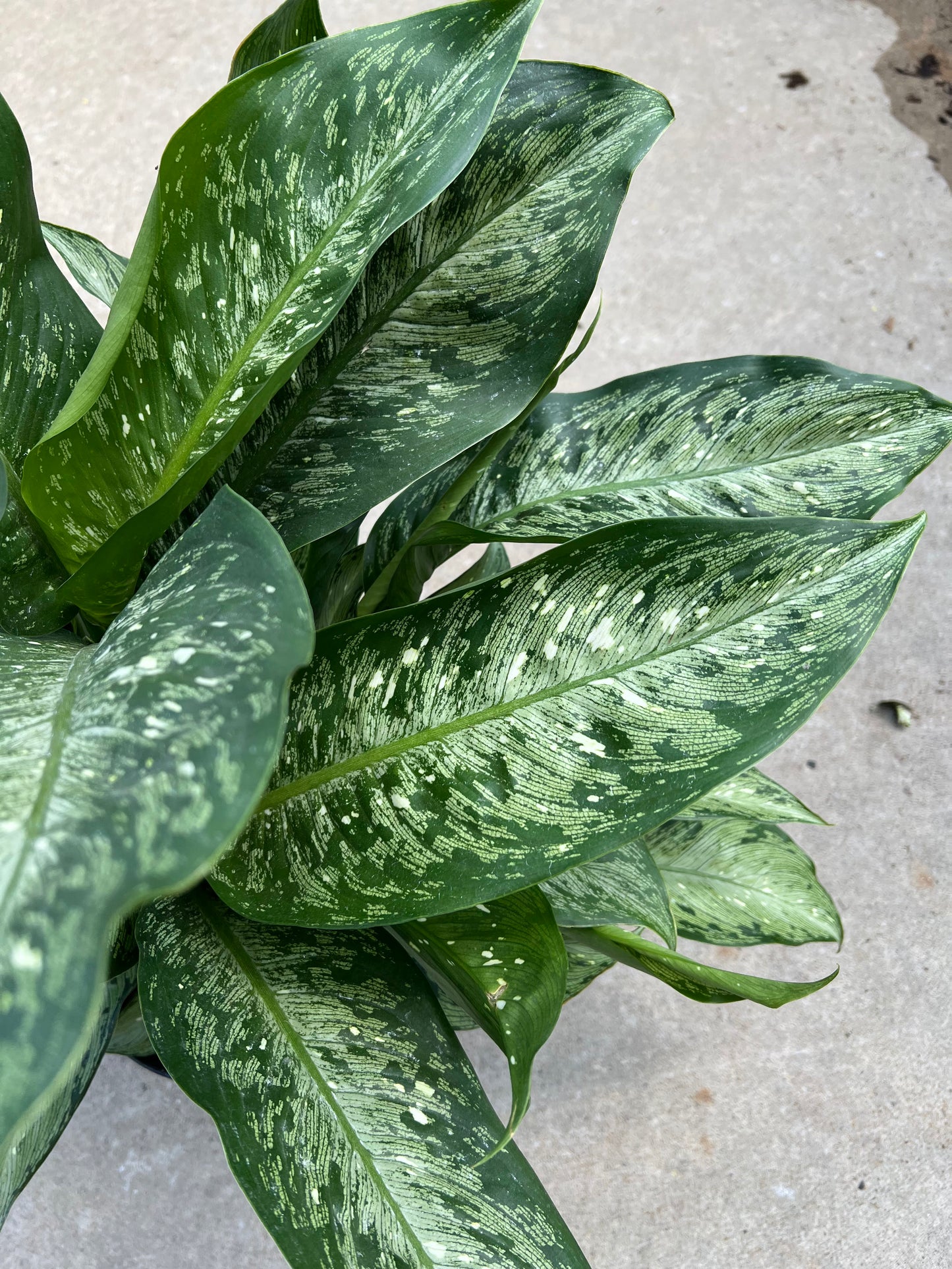 Dieffenbachia 'Snow' 10"