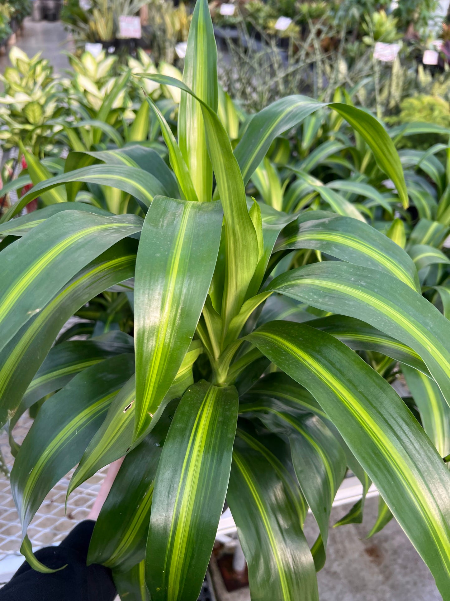 Dracaena 'Hawaiian Sunshine' 6"