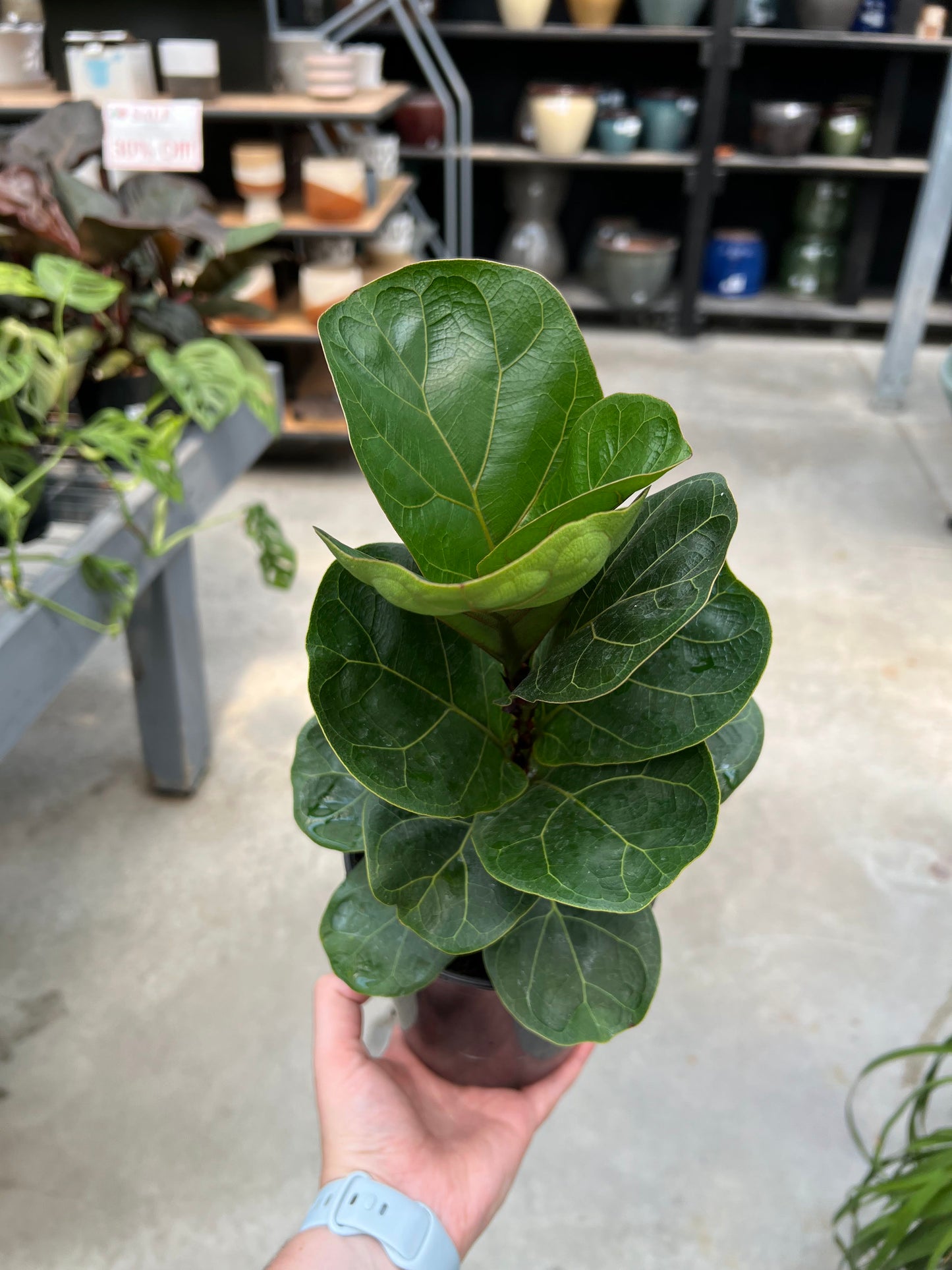 Ficus Lyrata - Fiddle Leaf Fig 6"