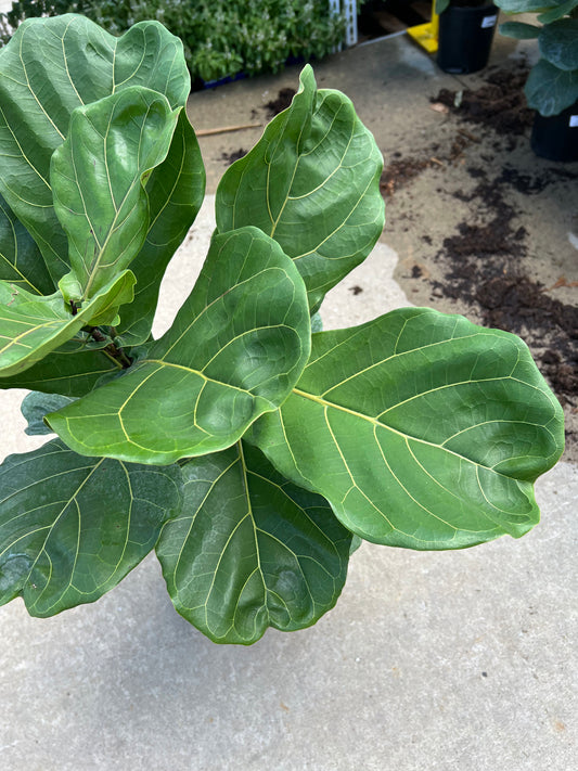 Ficus Lyrata - Fiddle Leaf Fig 10"