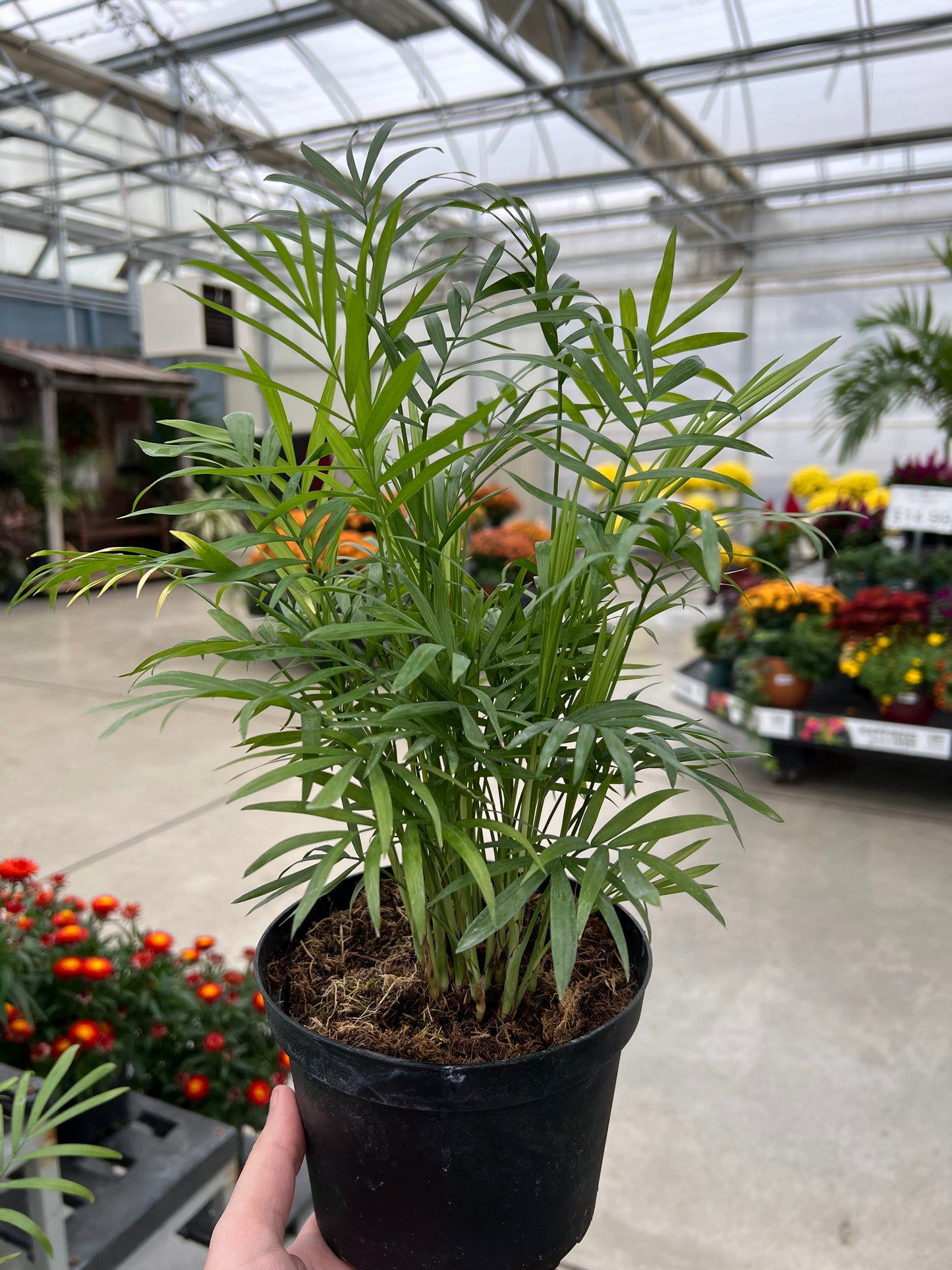 Palm 'Neanthe Bella' 6"