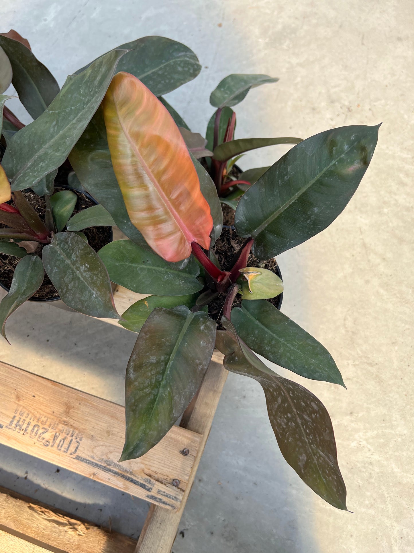 Philodendron 'Black Cardinal' 6"