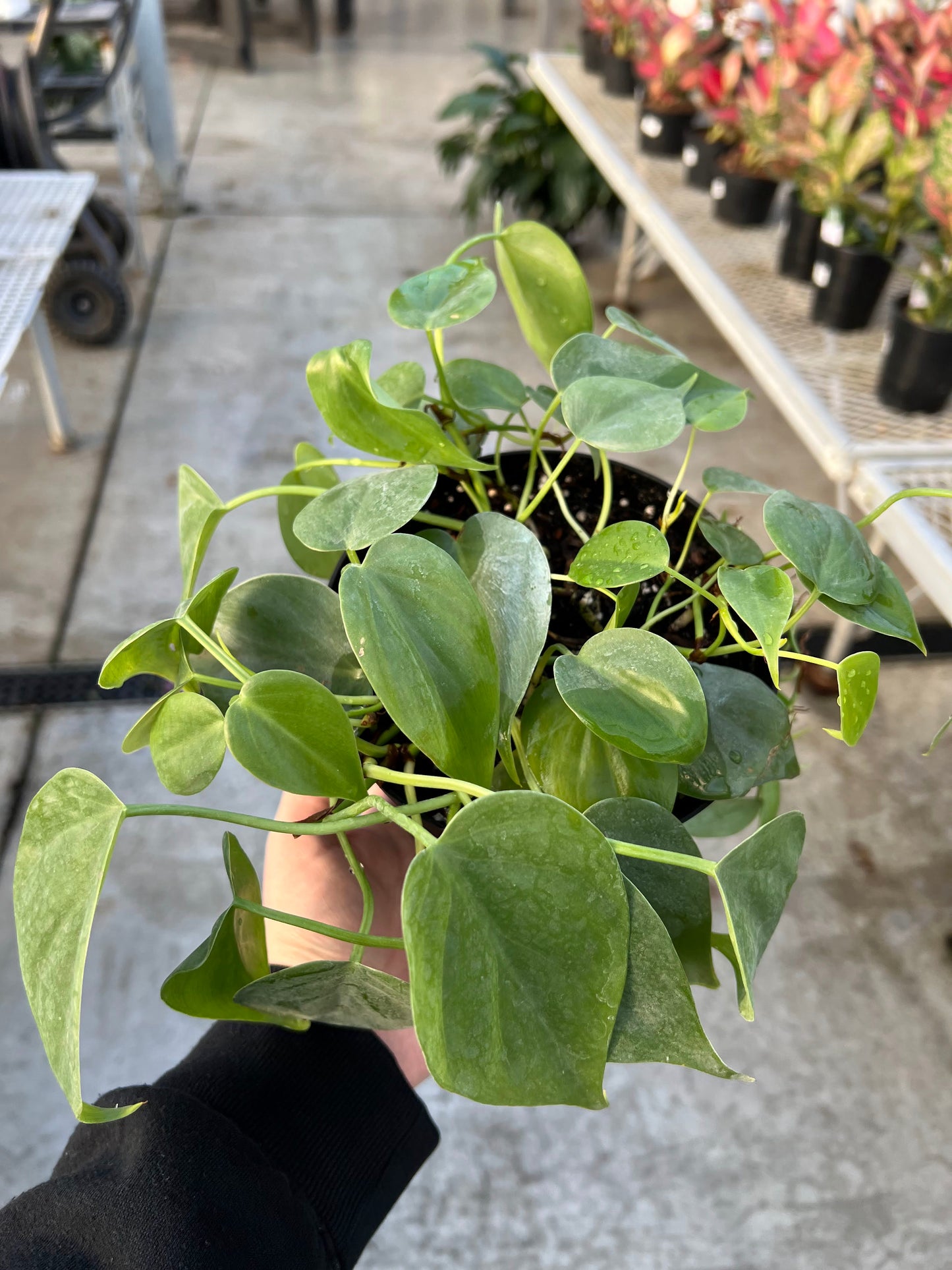 Philodendron 'Cordatum' 6"