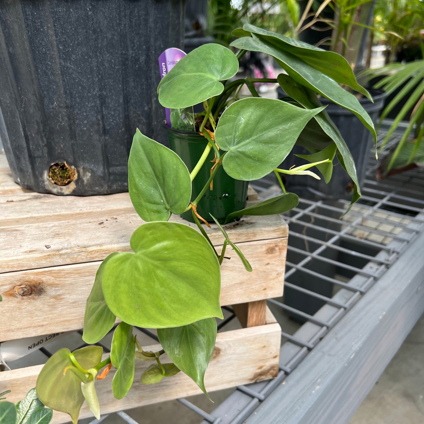 Philodendron 'Cordatum' 3.5"