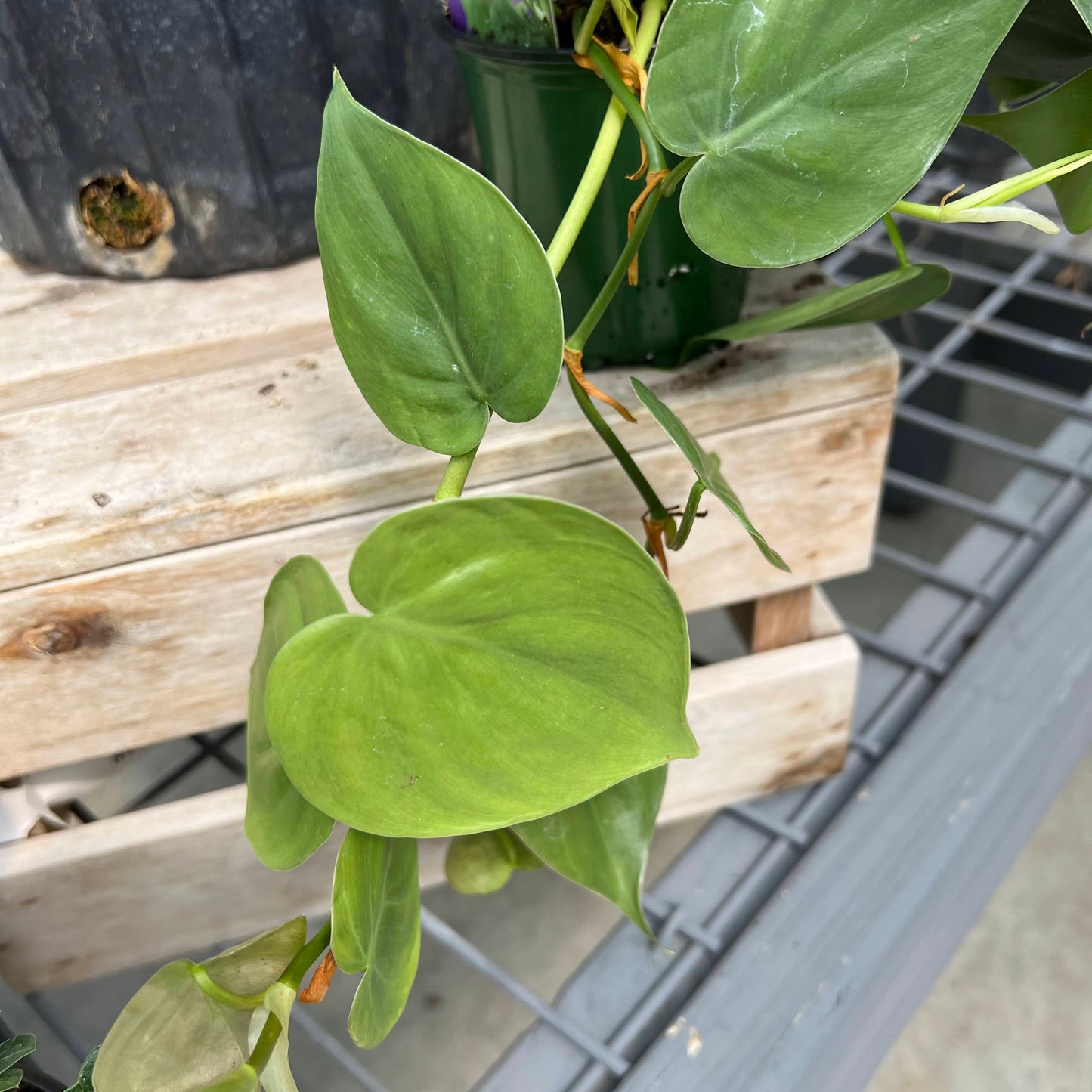 Philodendron 'Cordatum' 3.5"