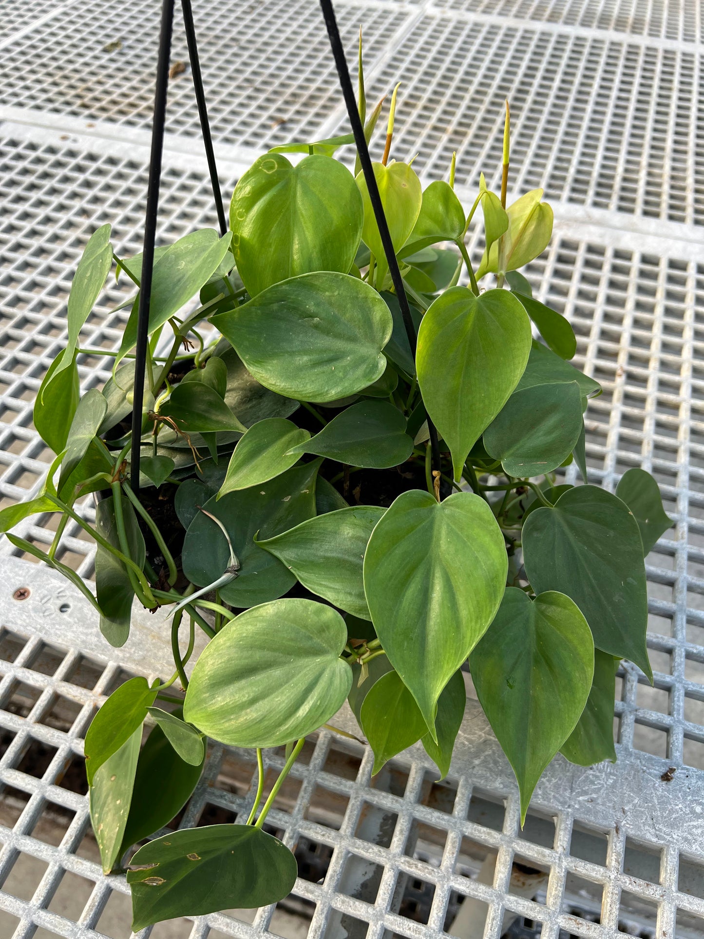 Philodendron 'Cordatum' 8" Hanging Basket