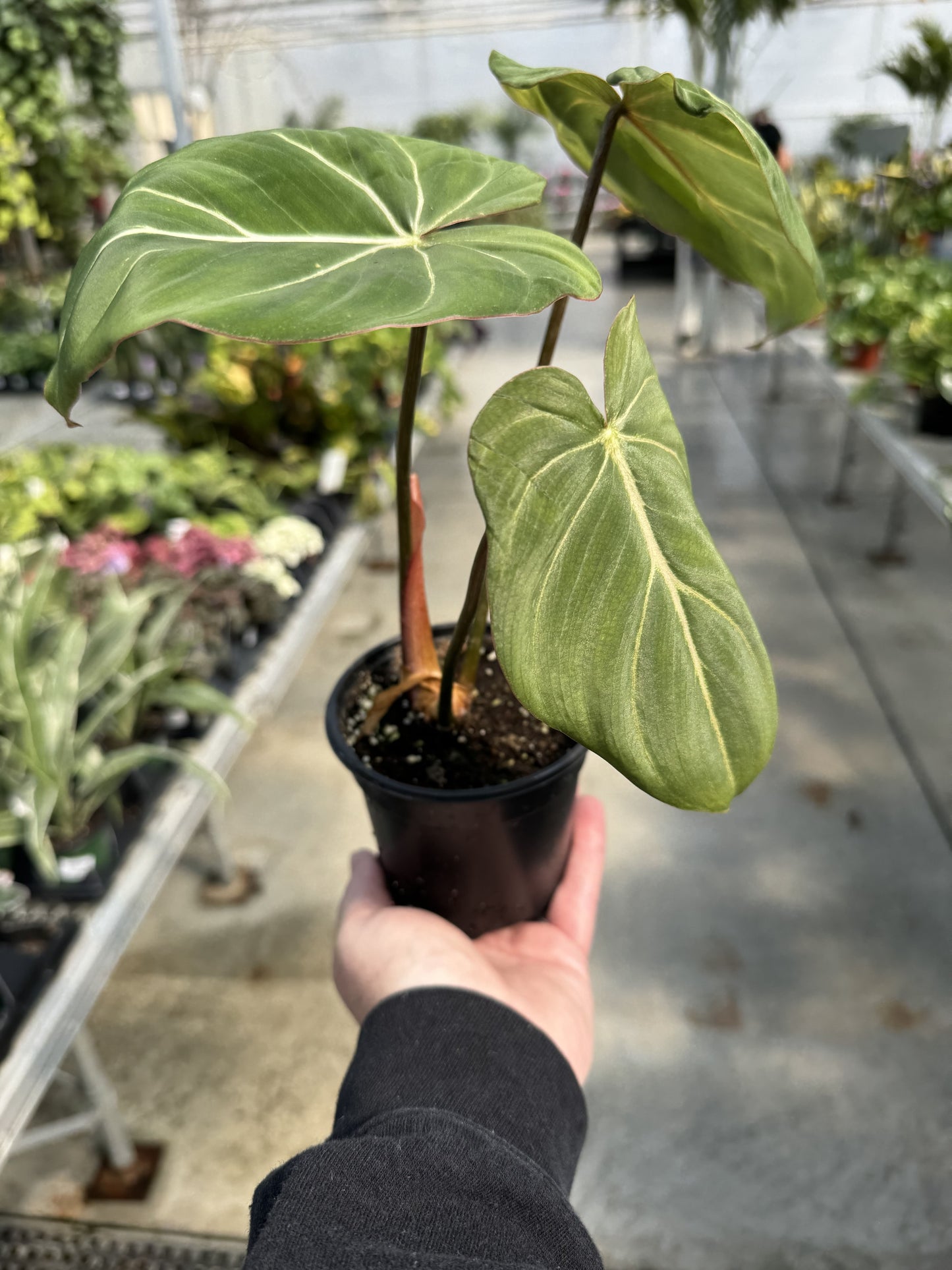 Philodendron 'Gloriousum' 4"