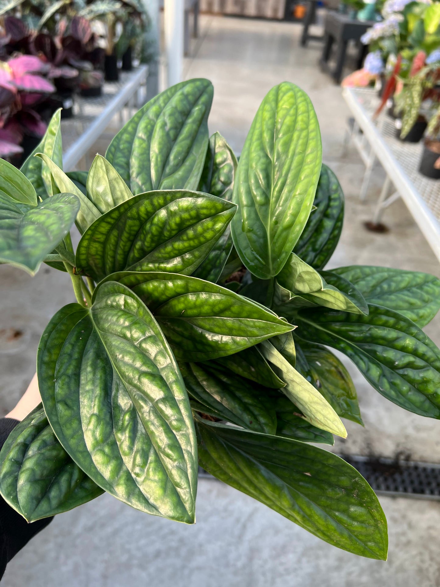 Philodendron 'Green Galaxy' 6"