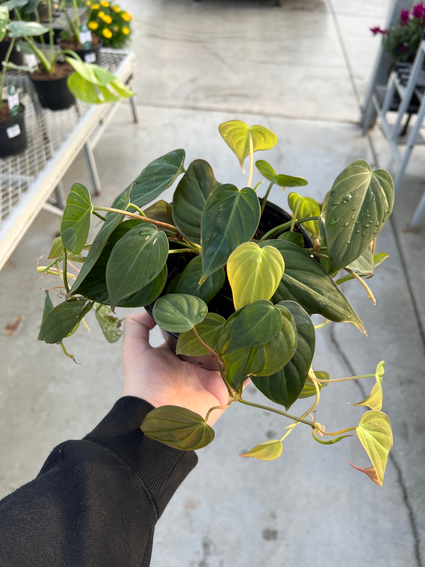 Philodendron 'Micans' 6"