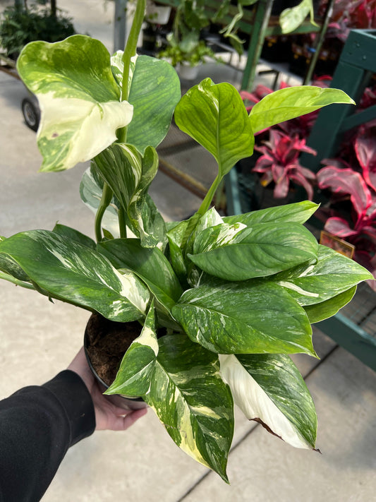 Philodendron 'Monstera Lechleriana' 5.4"