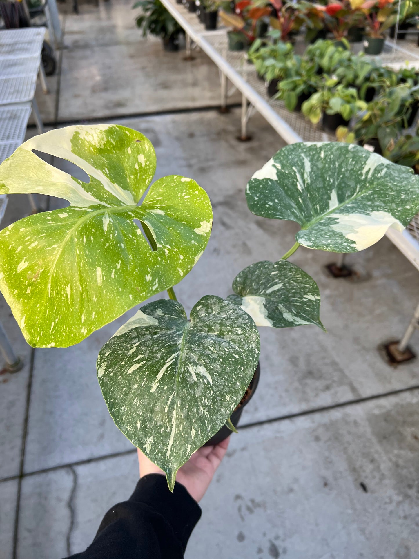 Monstera 'Thai Constellation' 6"