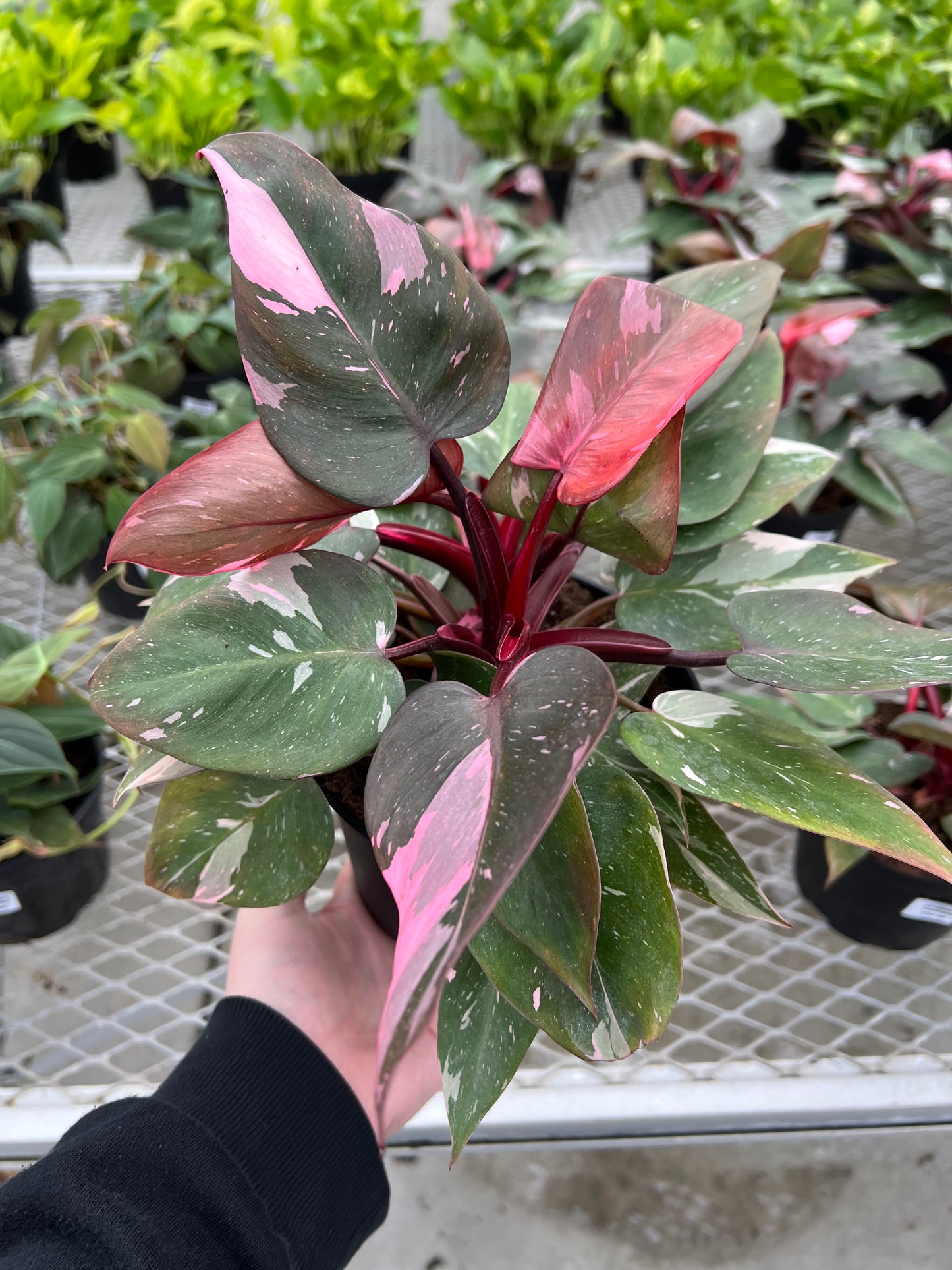 Philodendron 'Pink Princess' 6"