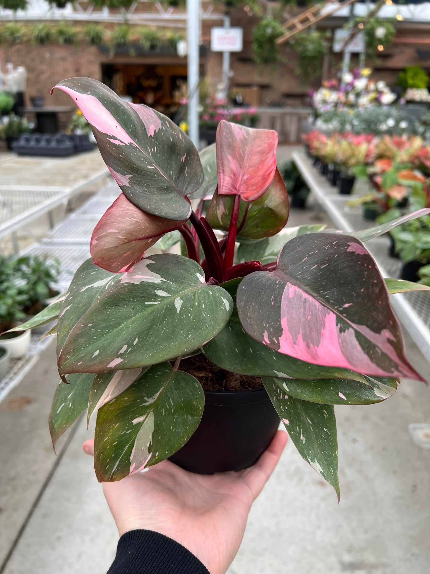 Philodendron 'Pink Princess' 6"
