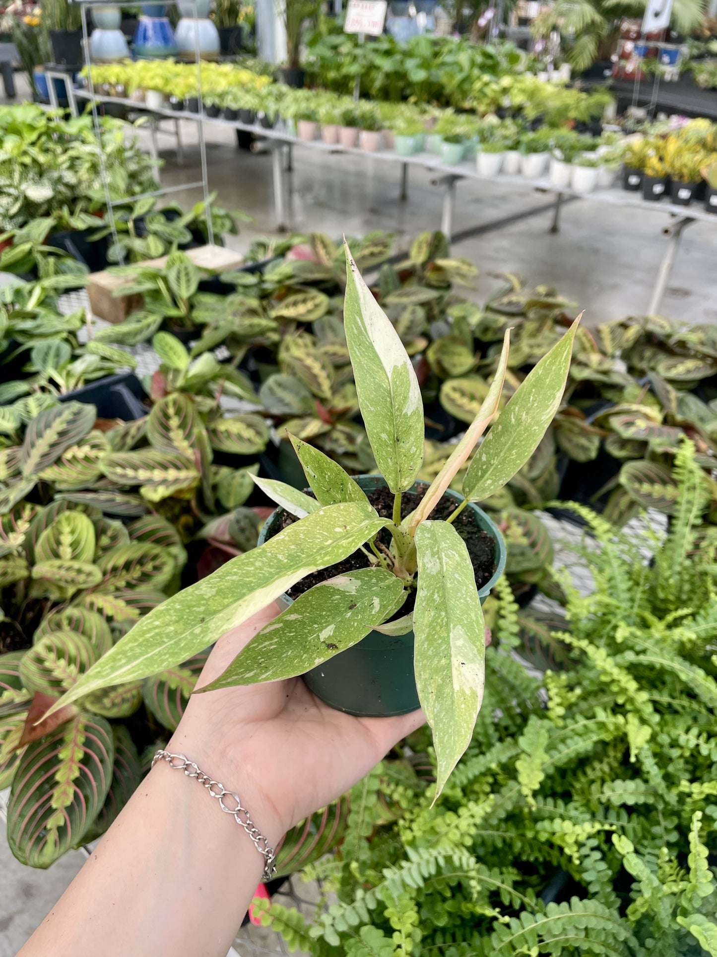 Philodendron 'Ring of Fire' 4"