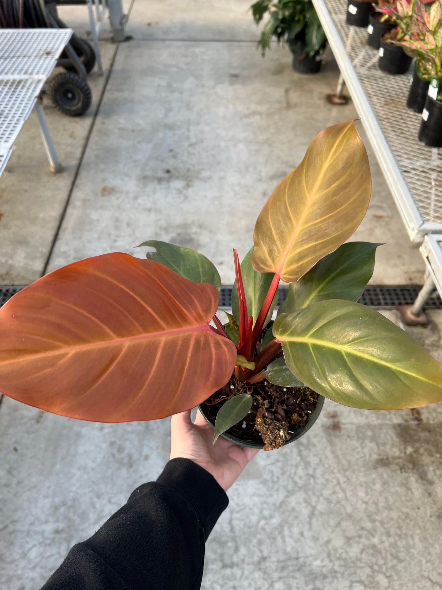 Philodendron 'Red Sun' 6"