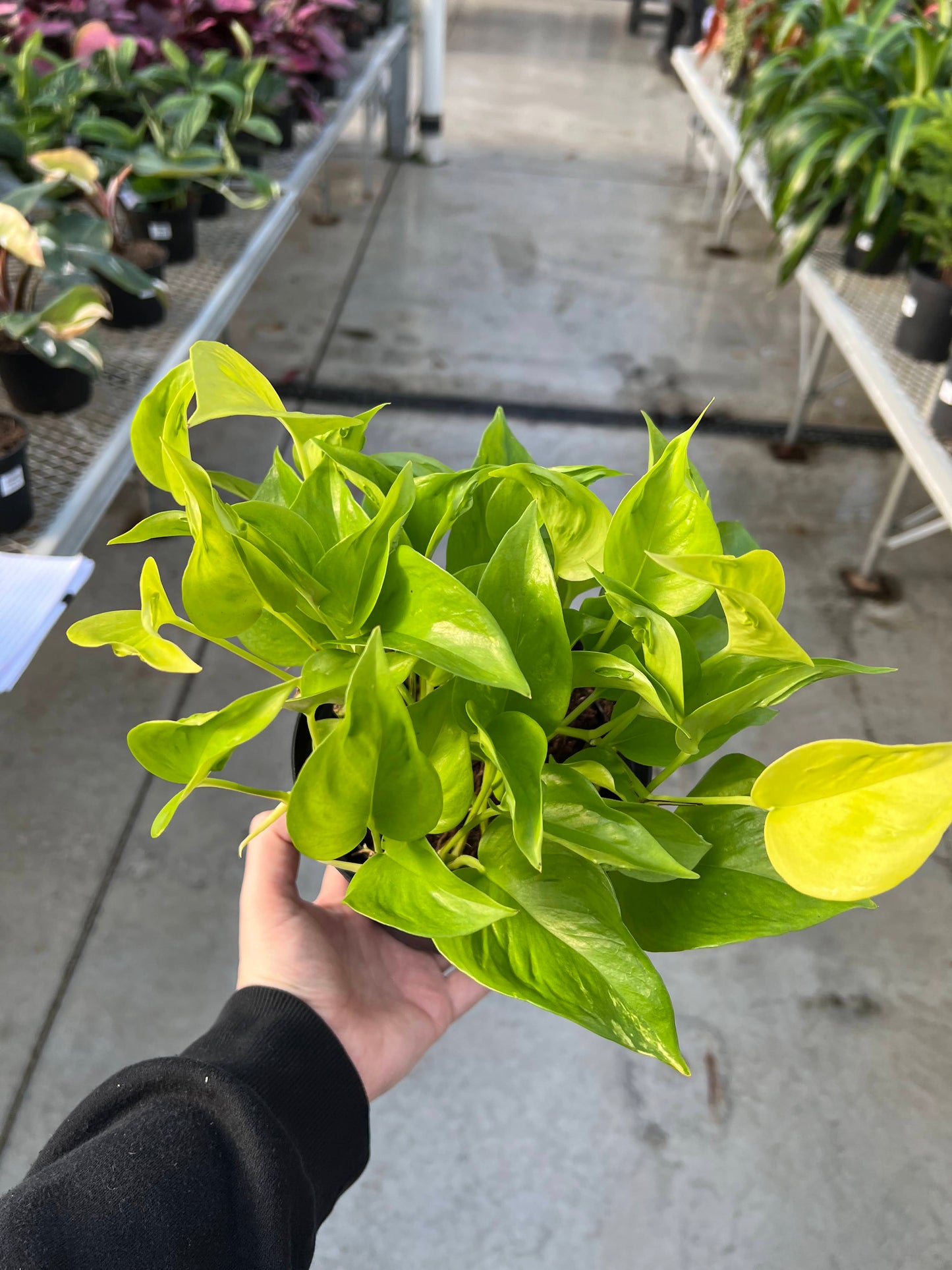 Pothos 'Champs Elysees' 6"