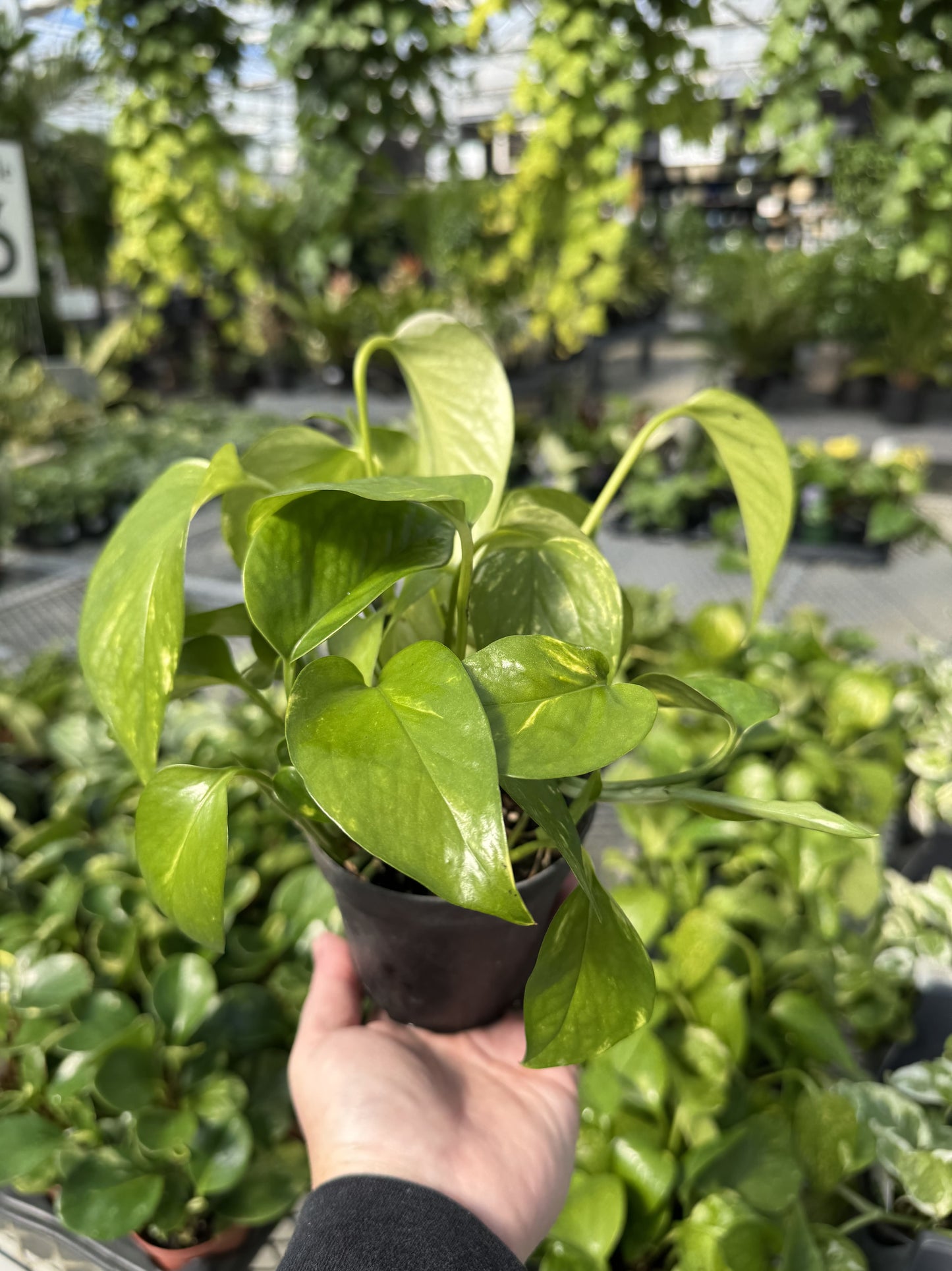 Pothos 'Golden' 4"