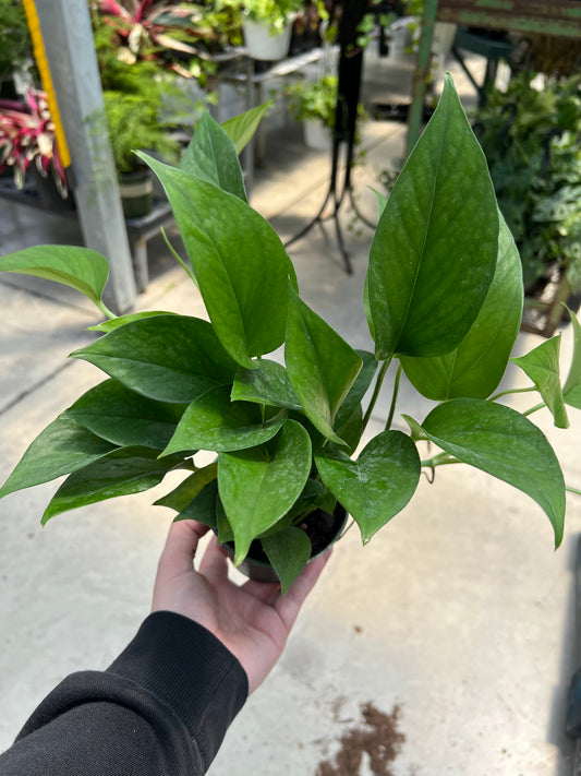 Pothos 'Jade' 4"