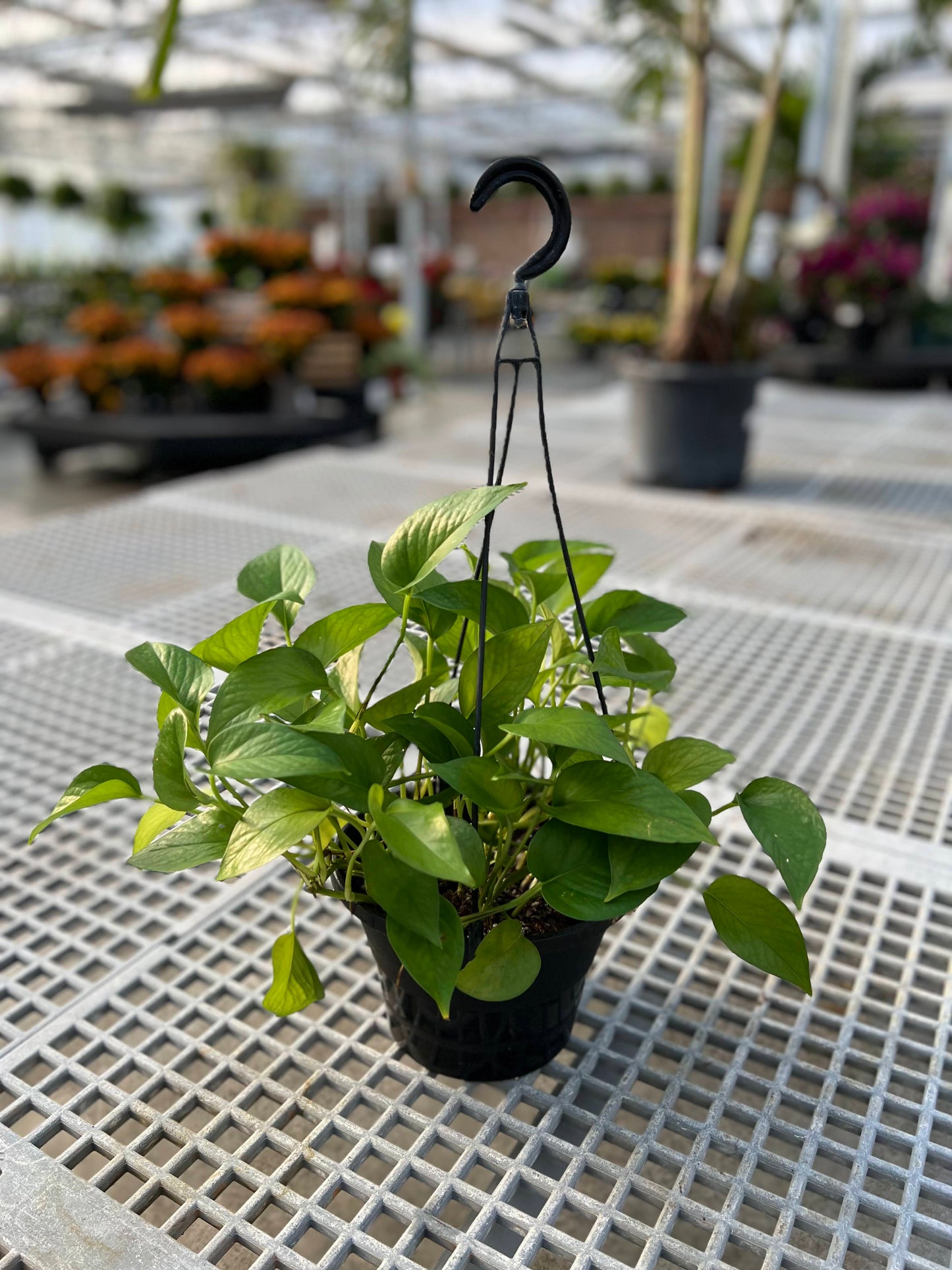 Pothos 'Jade' 8" Hanging Basket