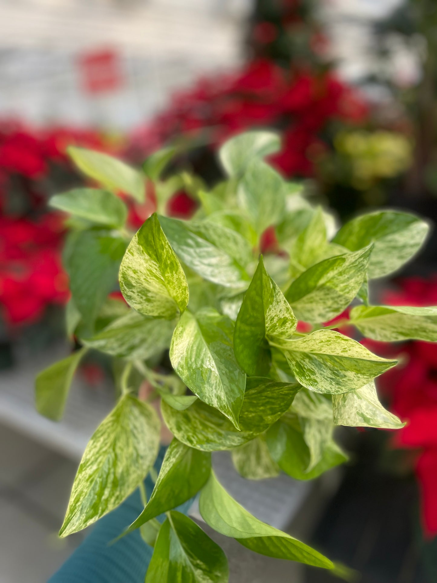 Pothos Marble Queen