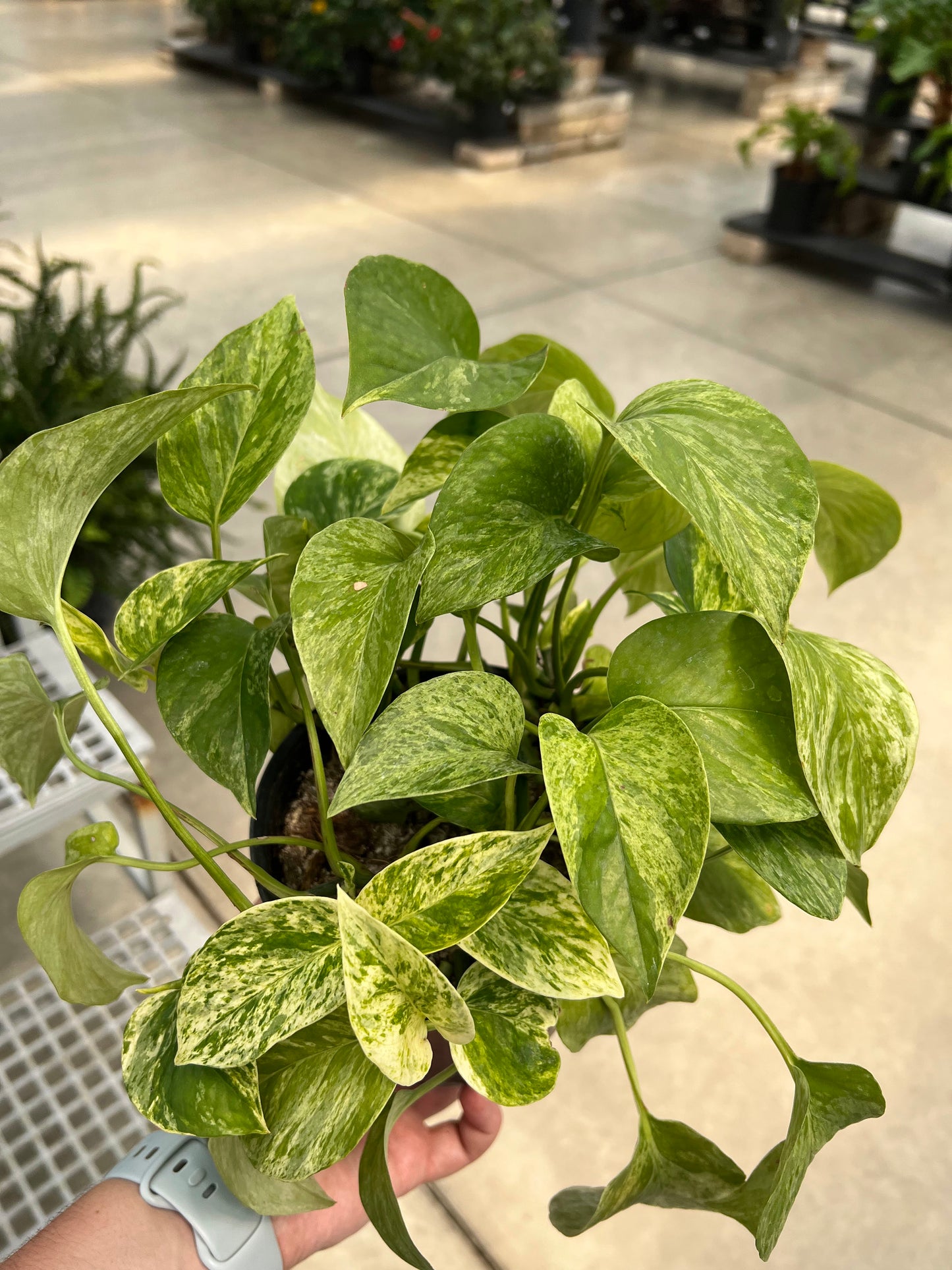 Pothos 'Marble Queen' 6"