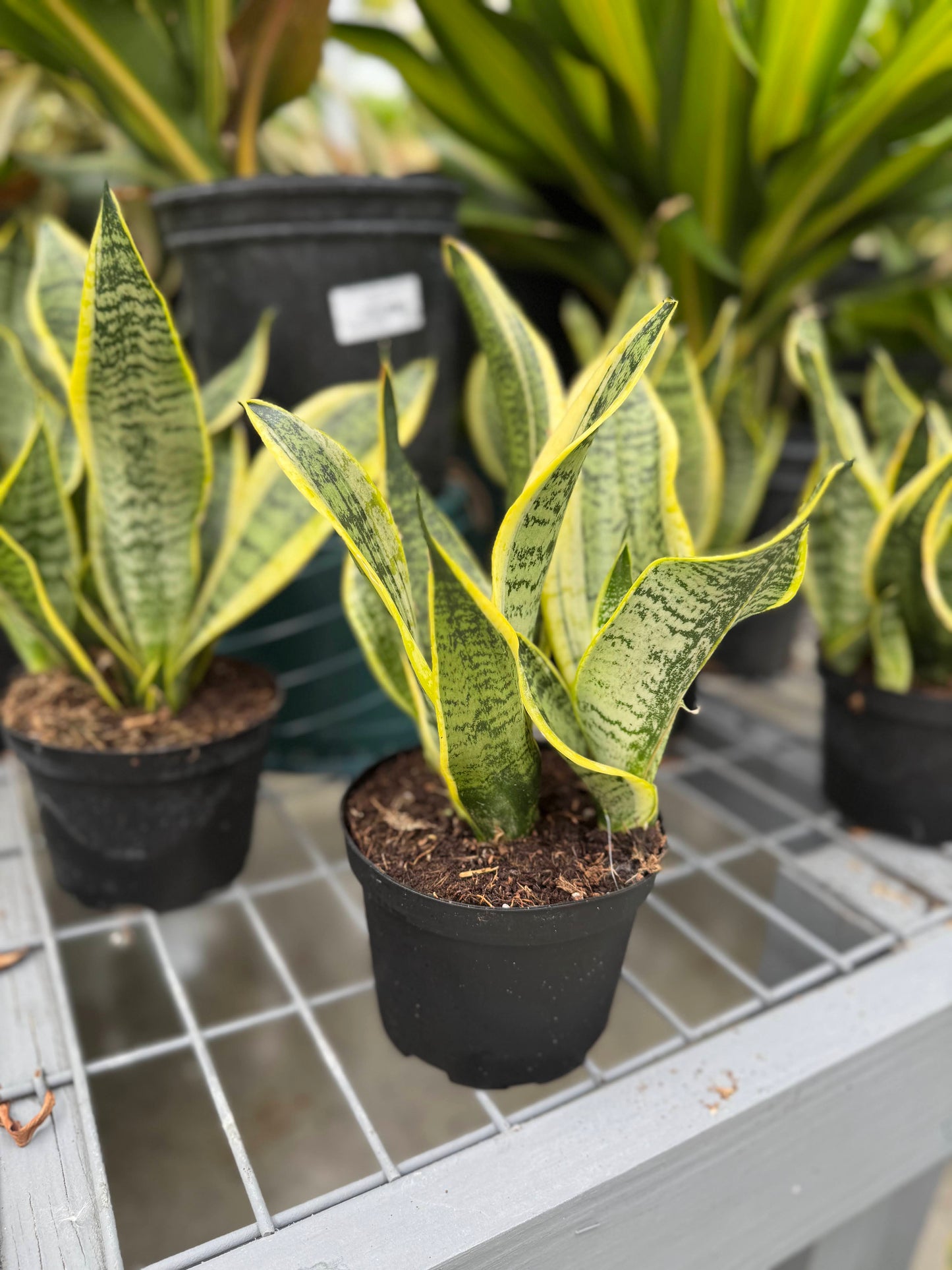 Sansevieria 'Laurentii Superba' 6"