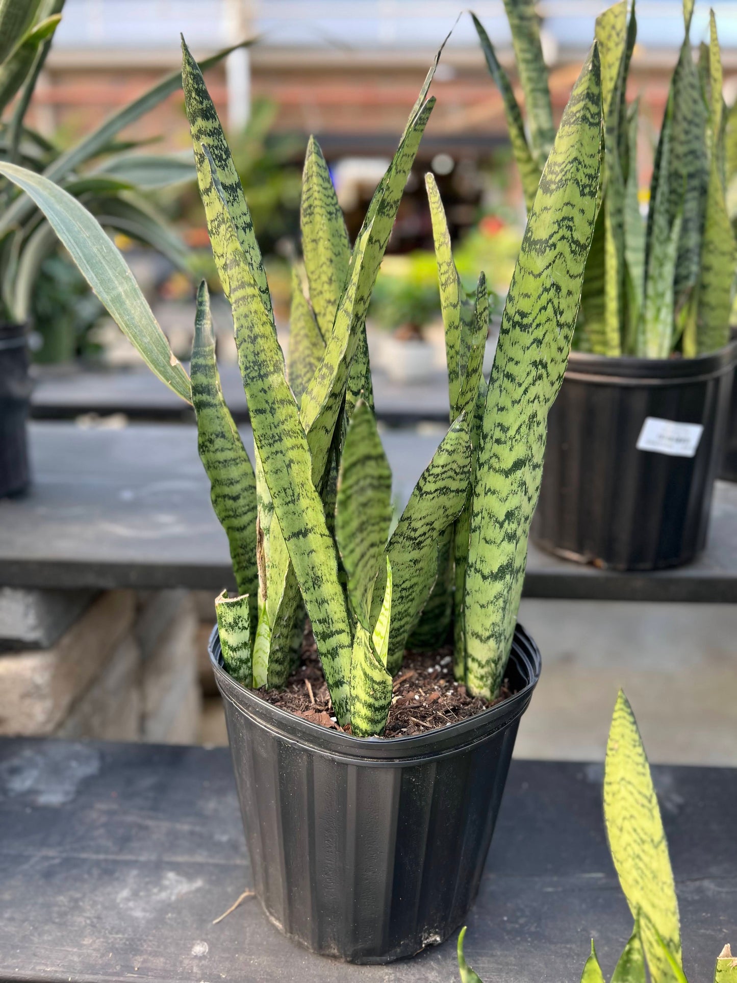 Sansevieria 'Zeylanica' 10"