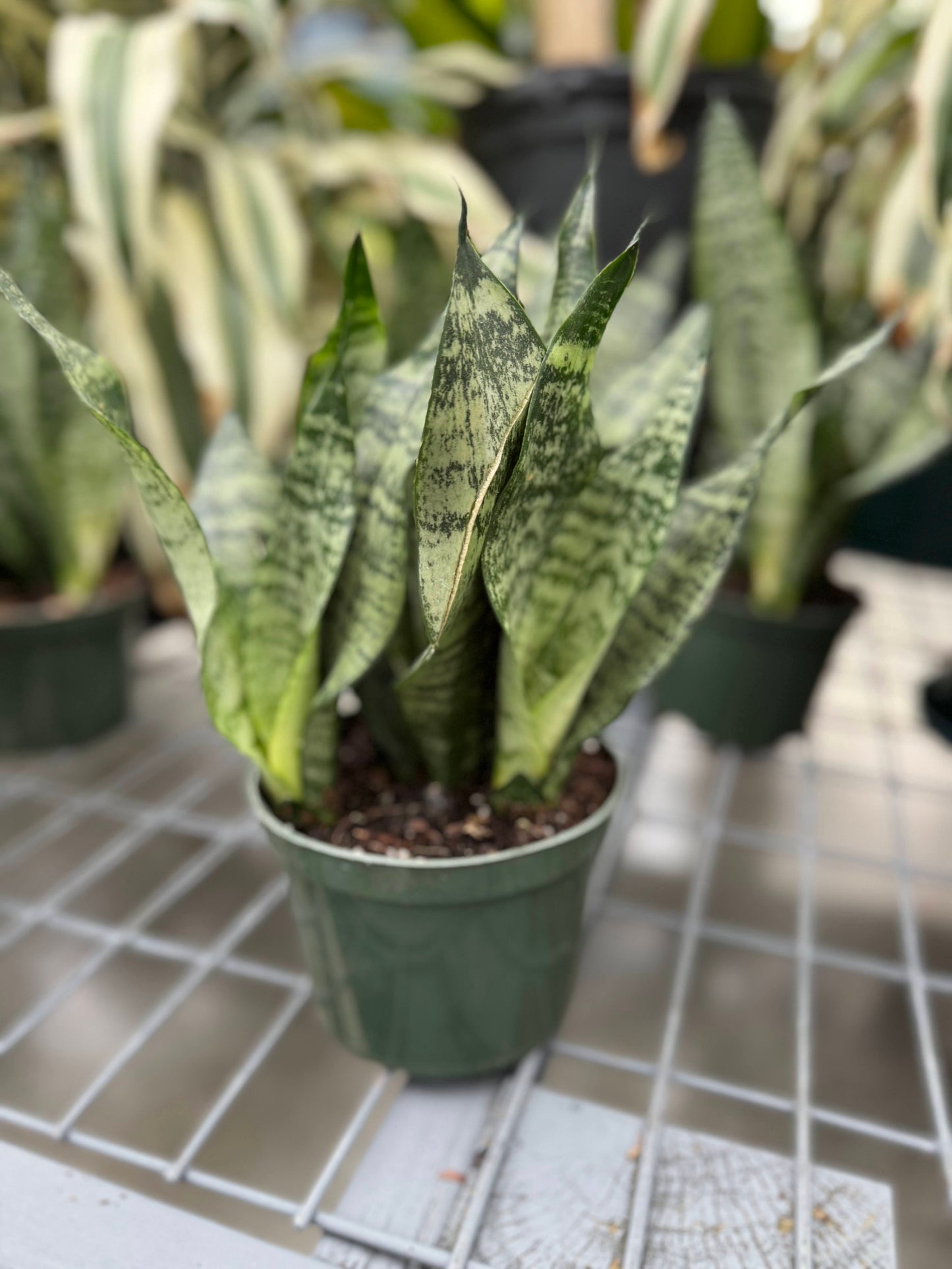 Sansevieria 'Zeylanica Superba' 6"