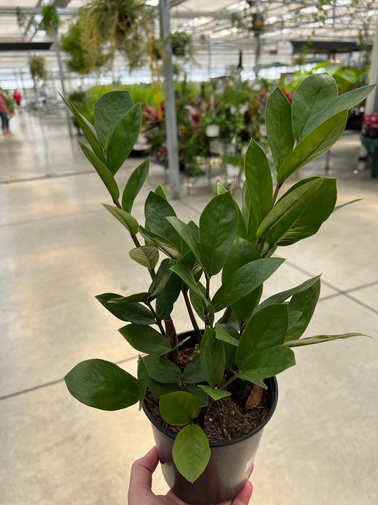 ZZ Plant 5.4"